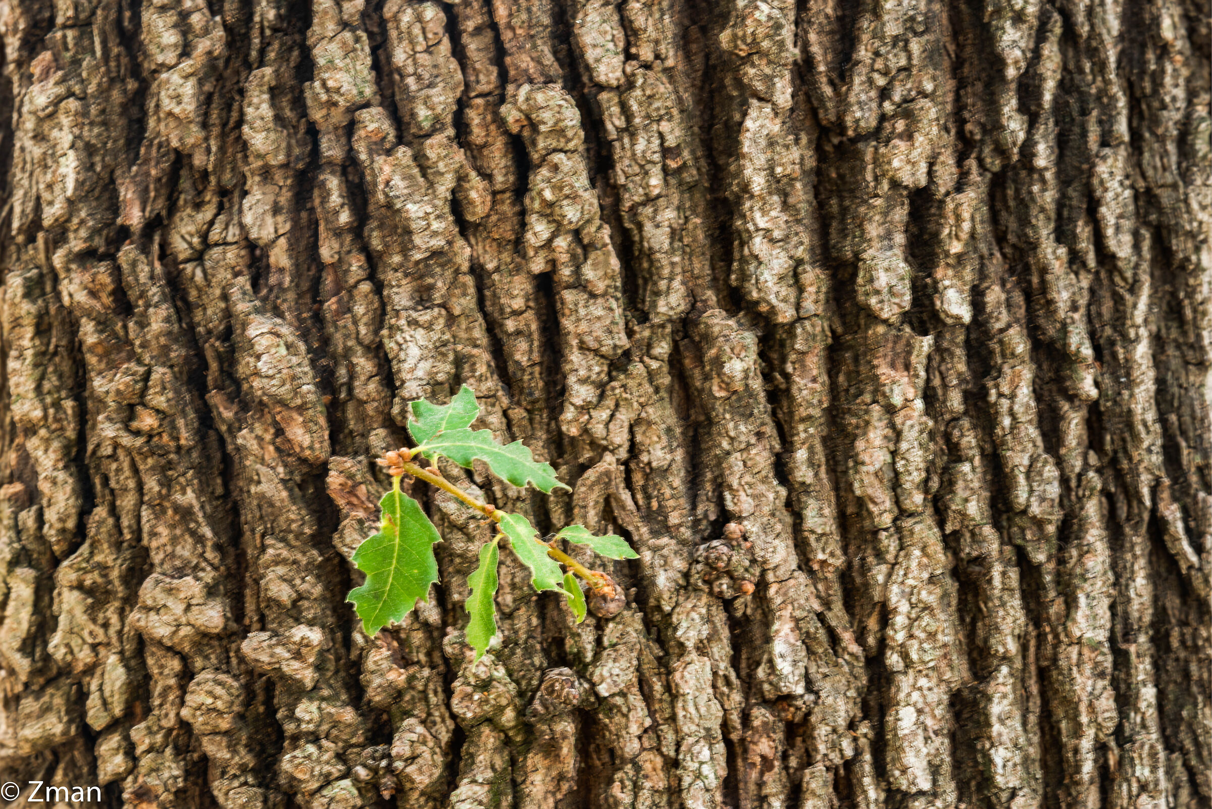 Oak Tree