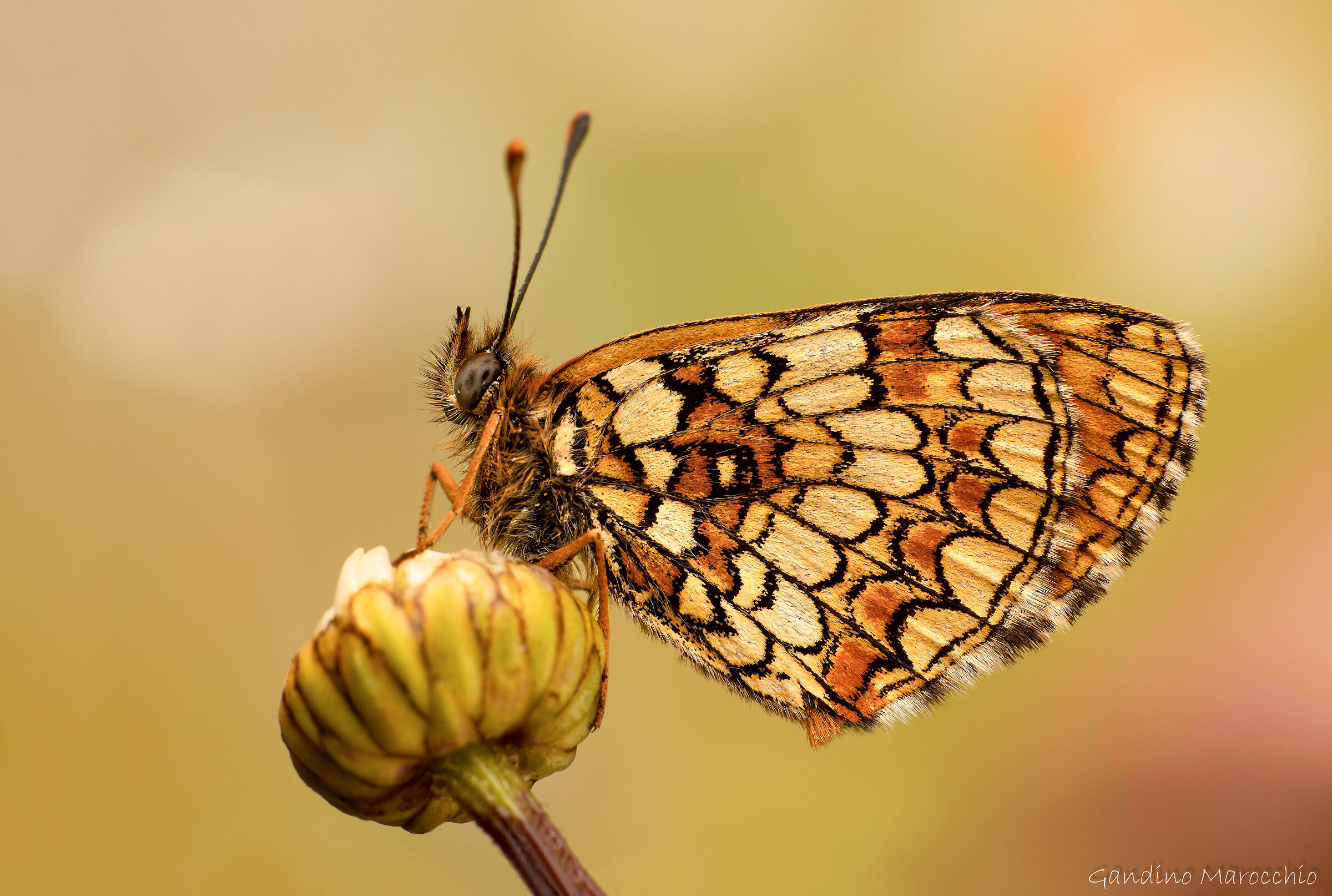 Melitaea Brytomartis