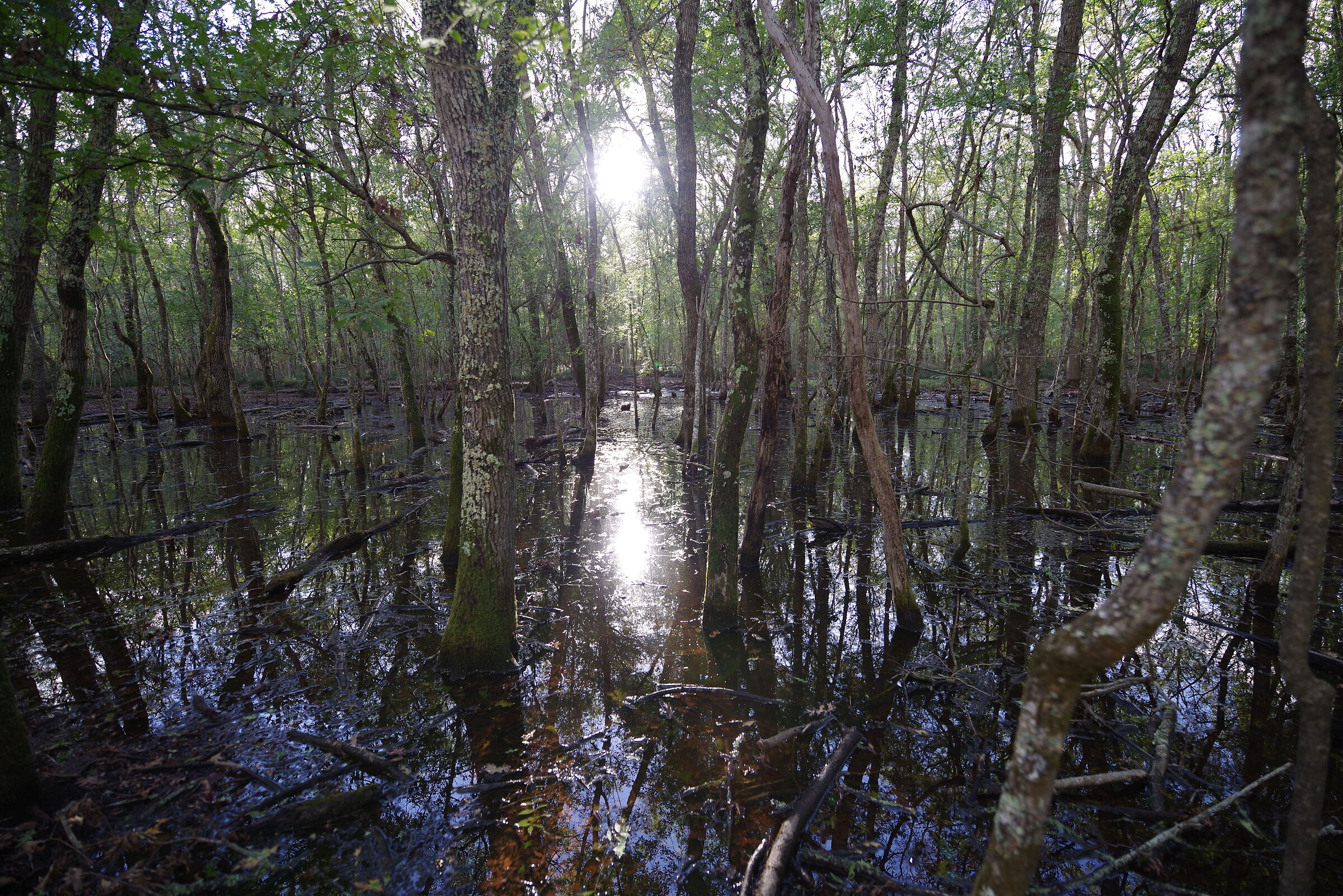 Bosco Circeo - Latina