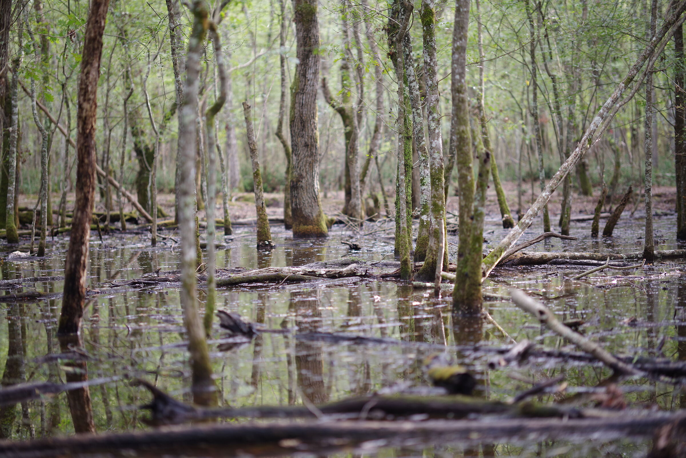 Bosco Circeo - Latina
