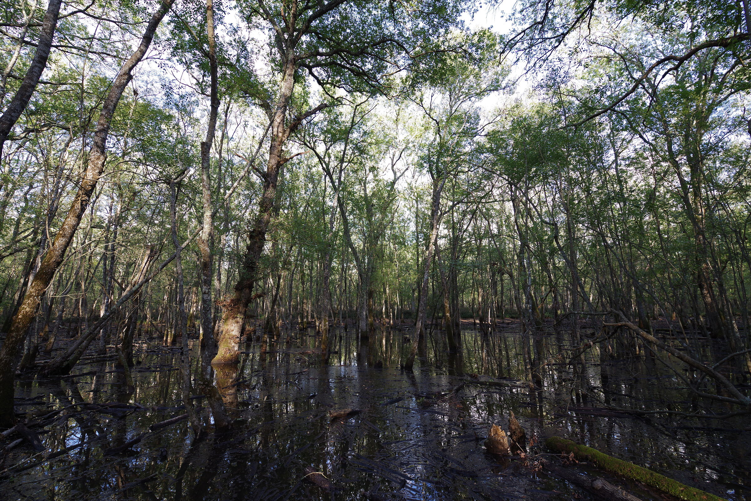 Bosco Circeo - Latina