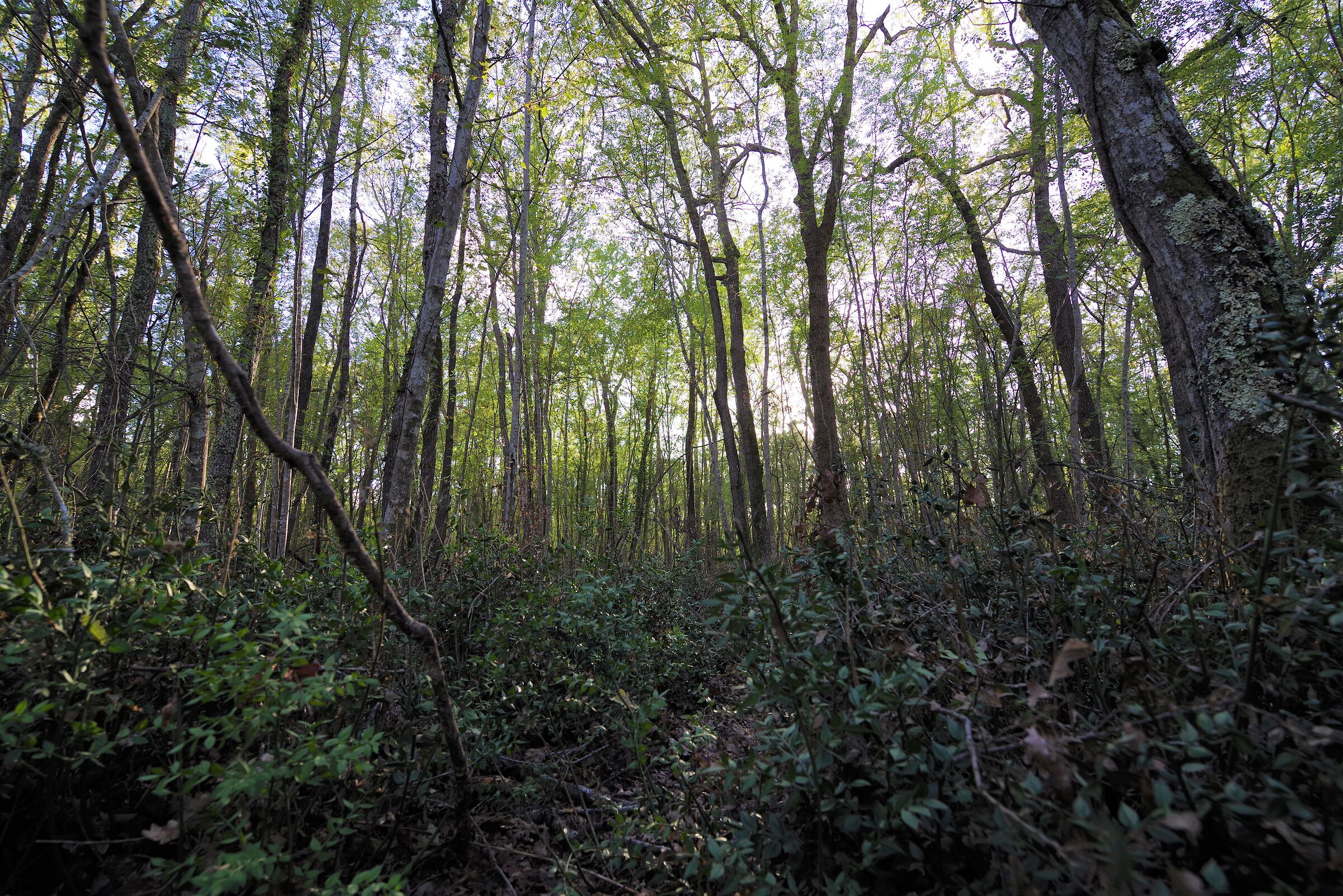 Bosco Circeo - Latina