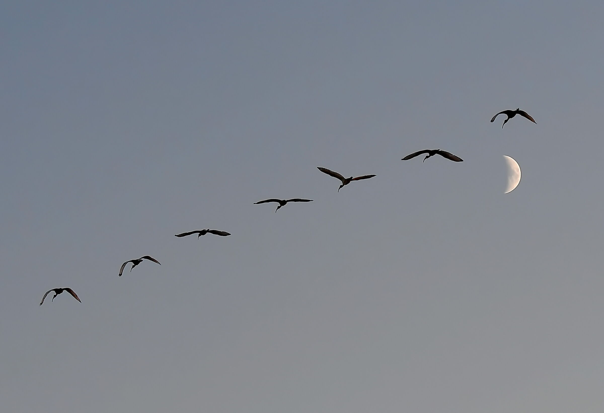 ibis