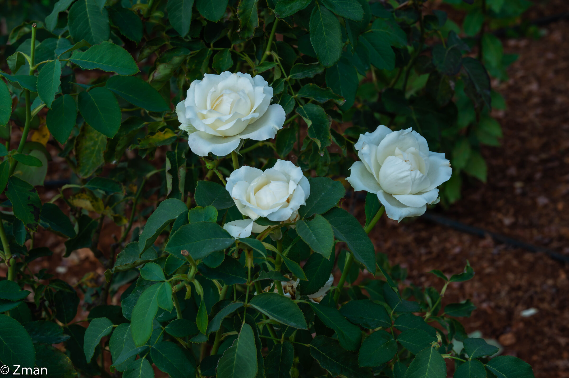 Three White Roses
