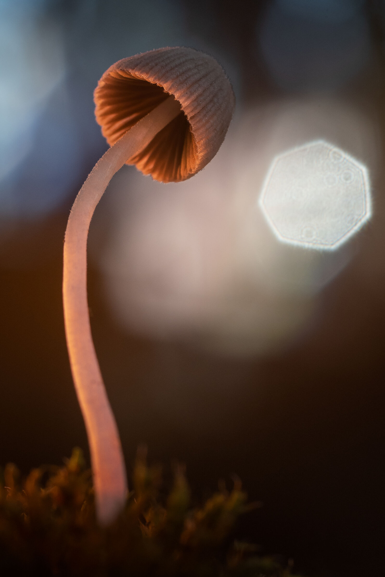 Mycena
