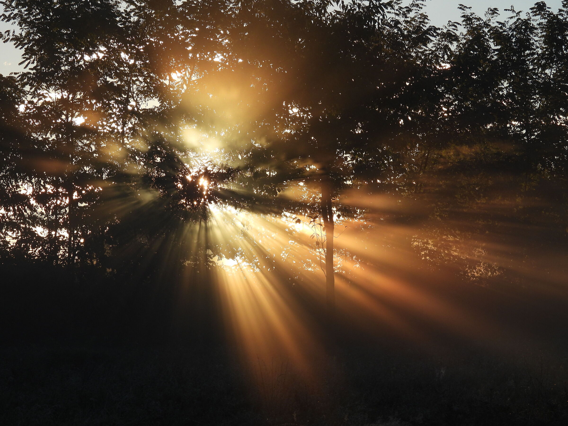 Sun in the fronds of the trees