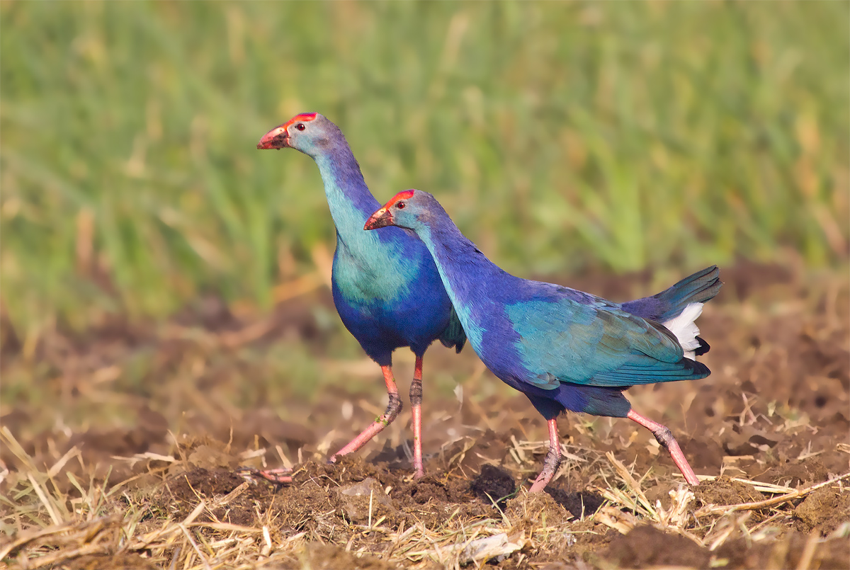 Purple Moorhen: Pair.