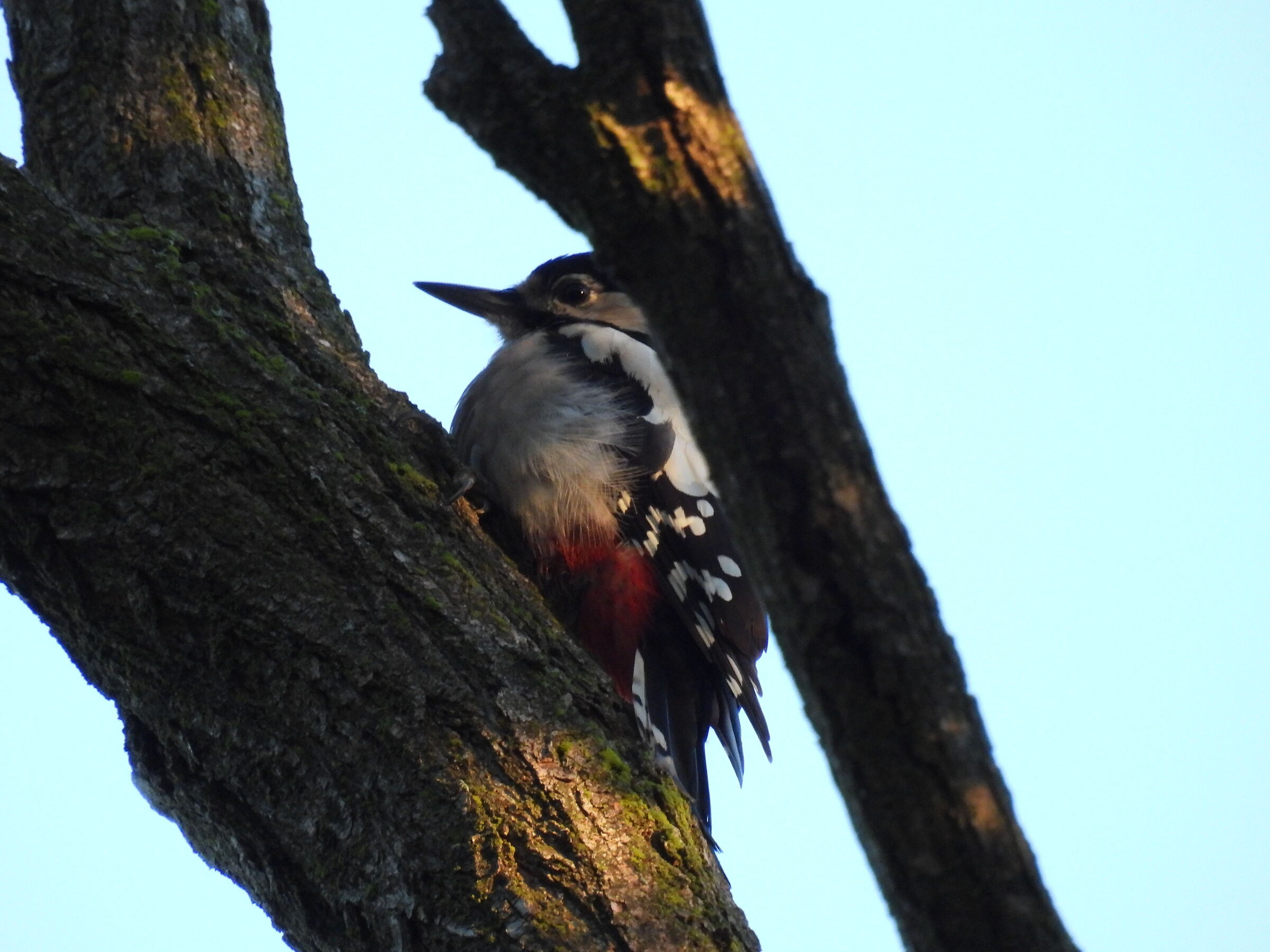 Greater red woodpecker