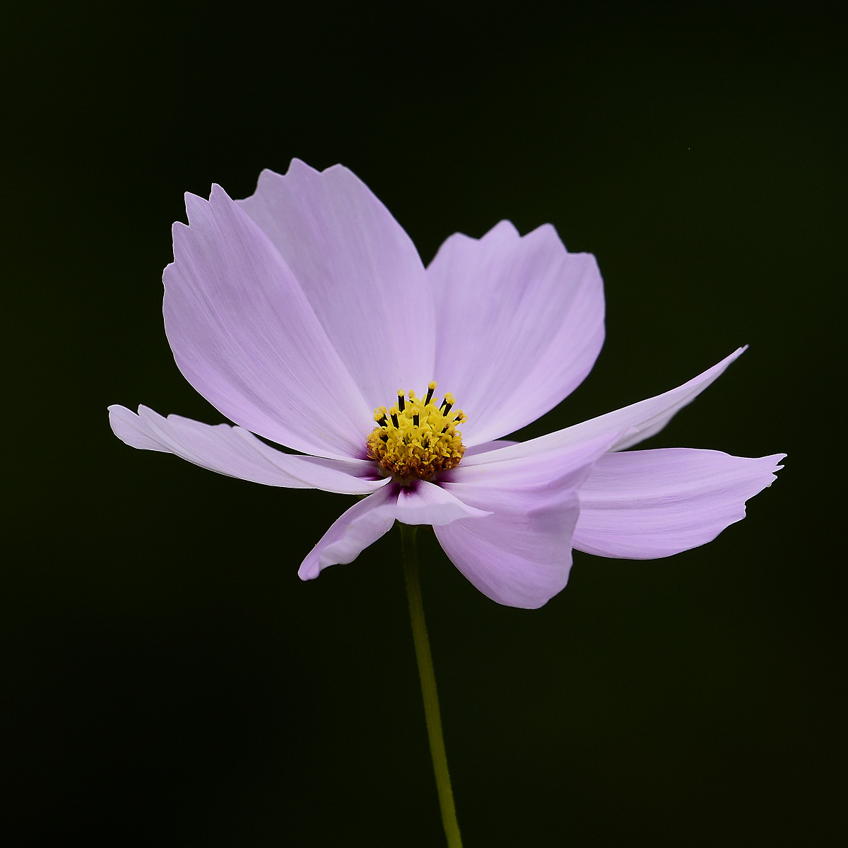 cosmea in giardino