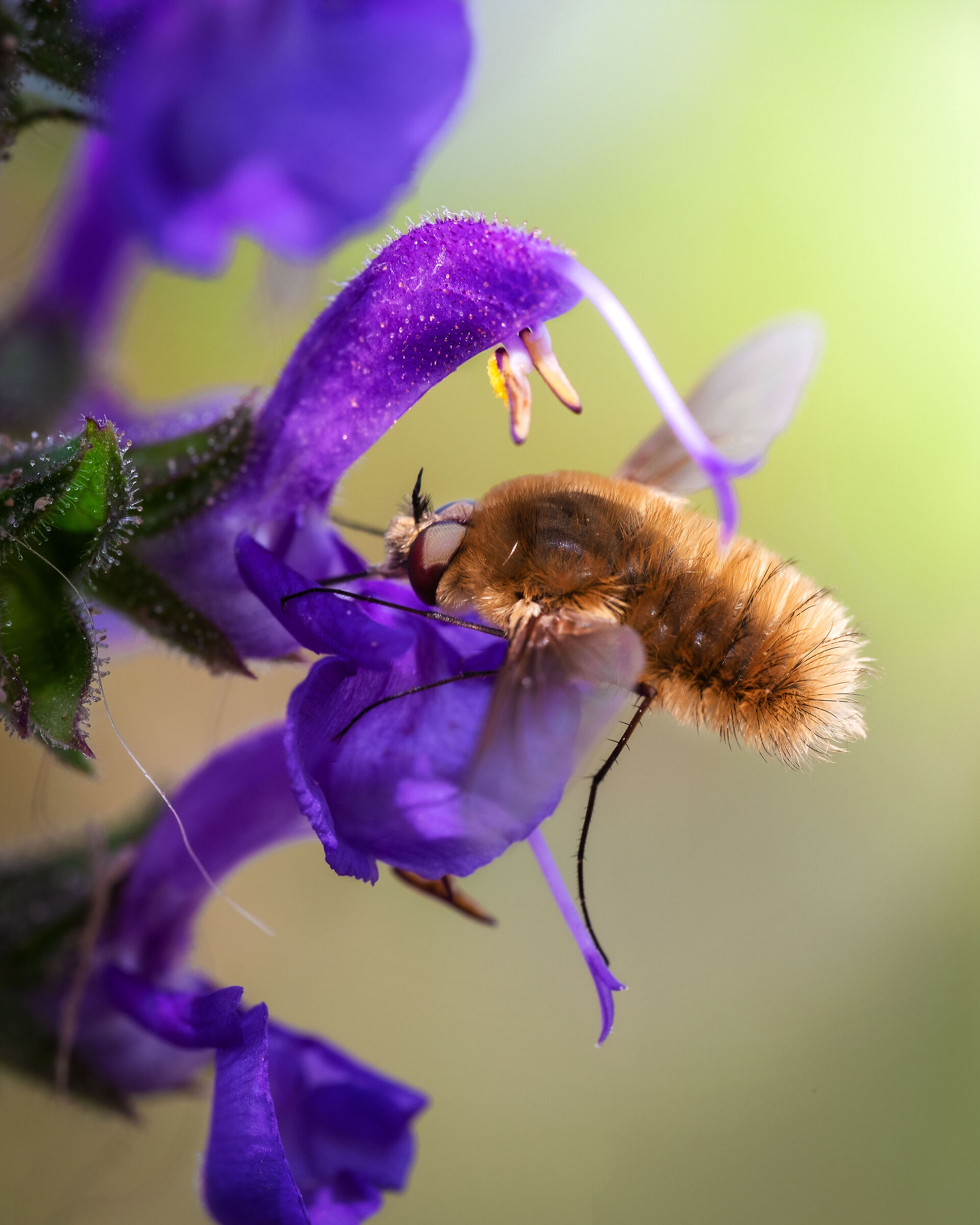 A strange insect