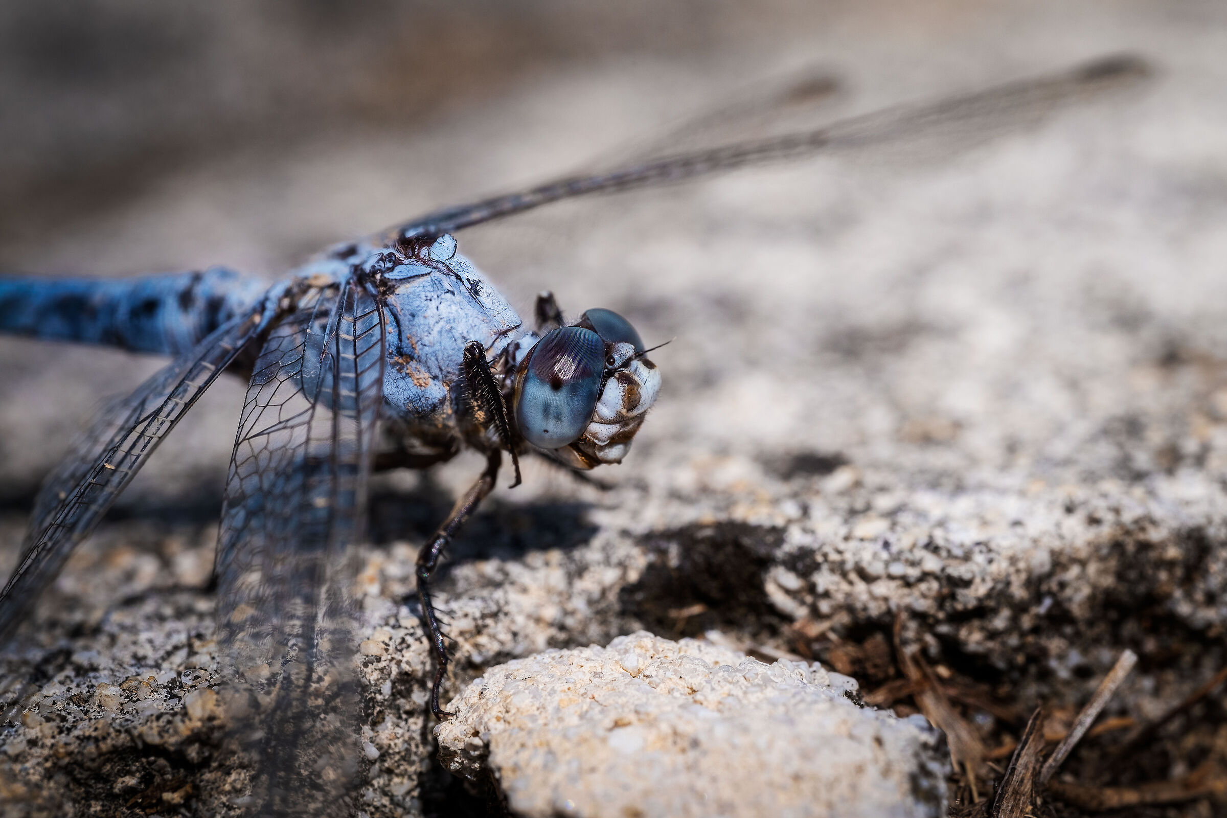 Dragonfly