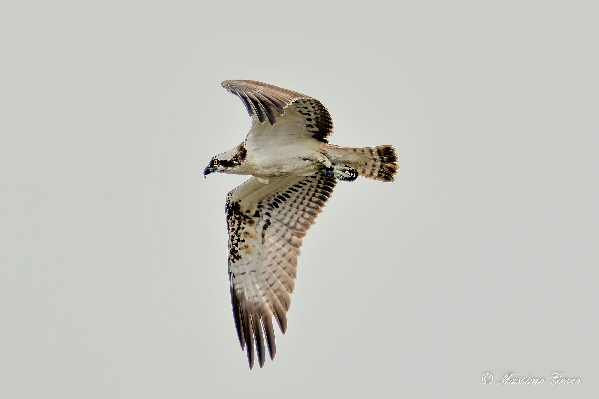 Falco pescatore (Pandion haliaetus)