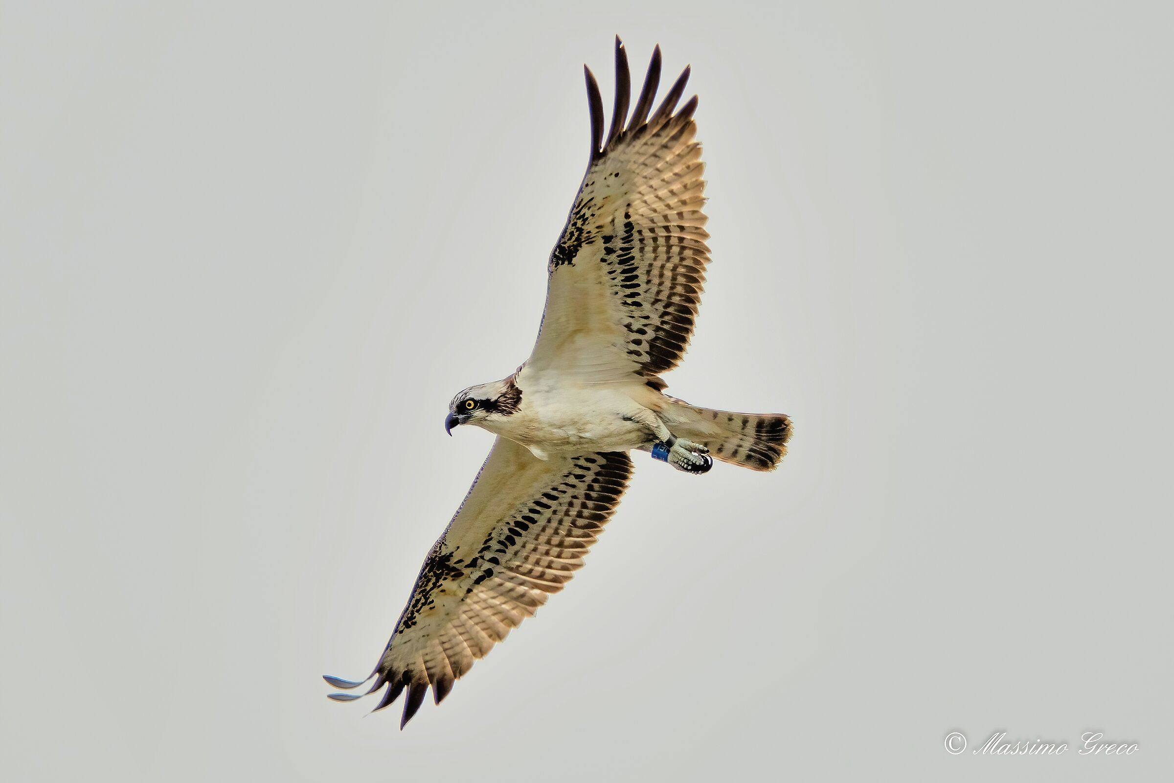 Falco pescatore (Pandion haliaetus)