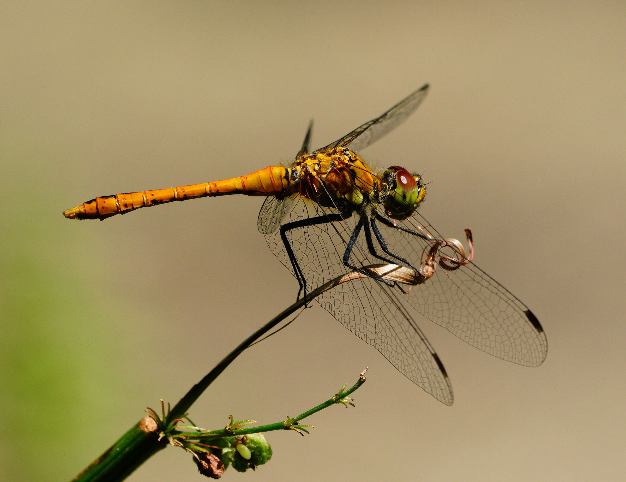 Dragonfly...