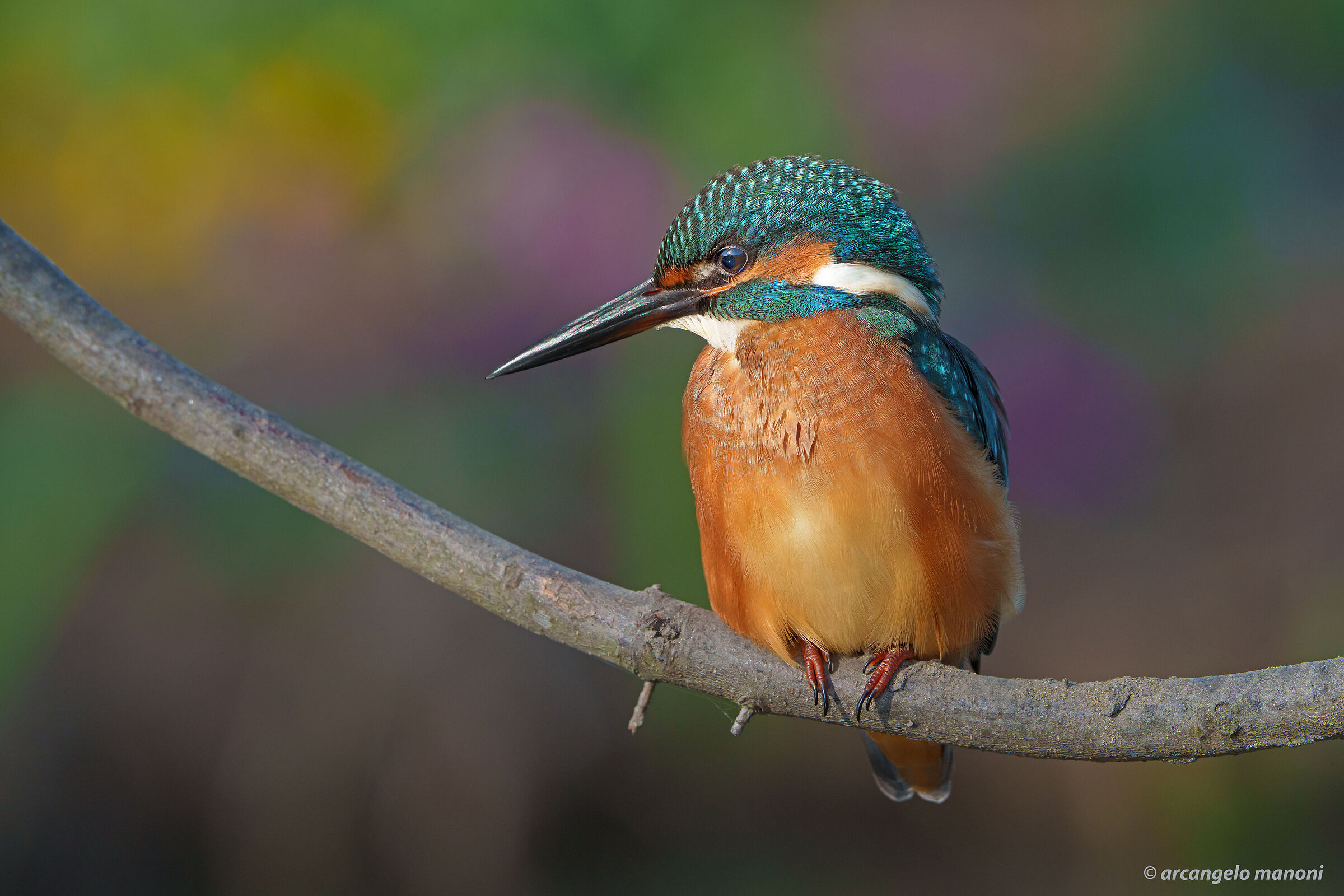 Desire for pastel colors on my friend martino