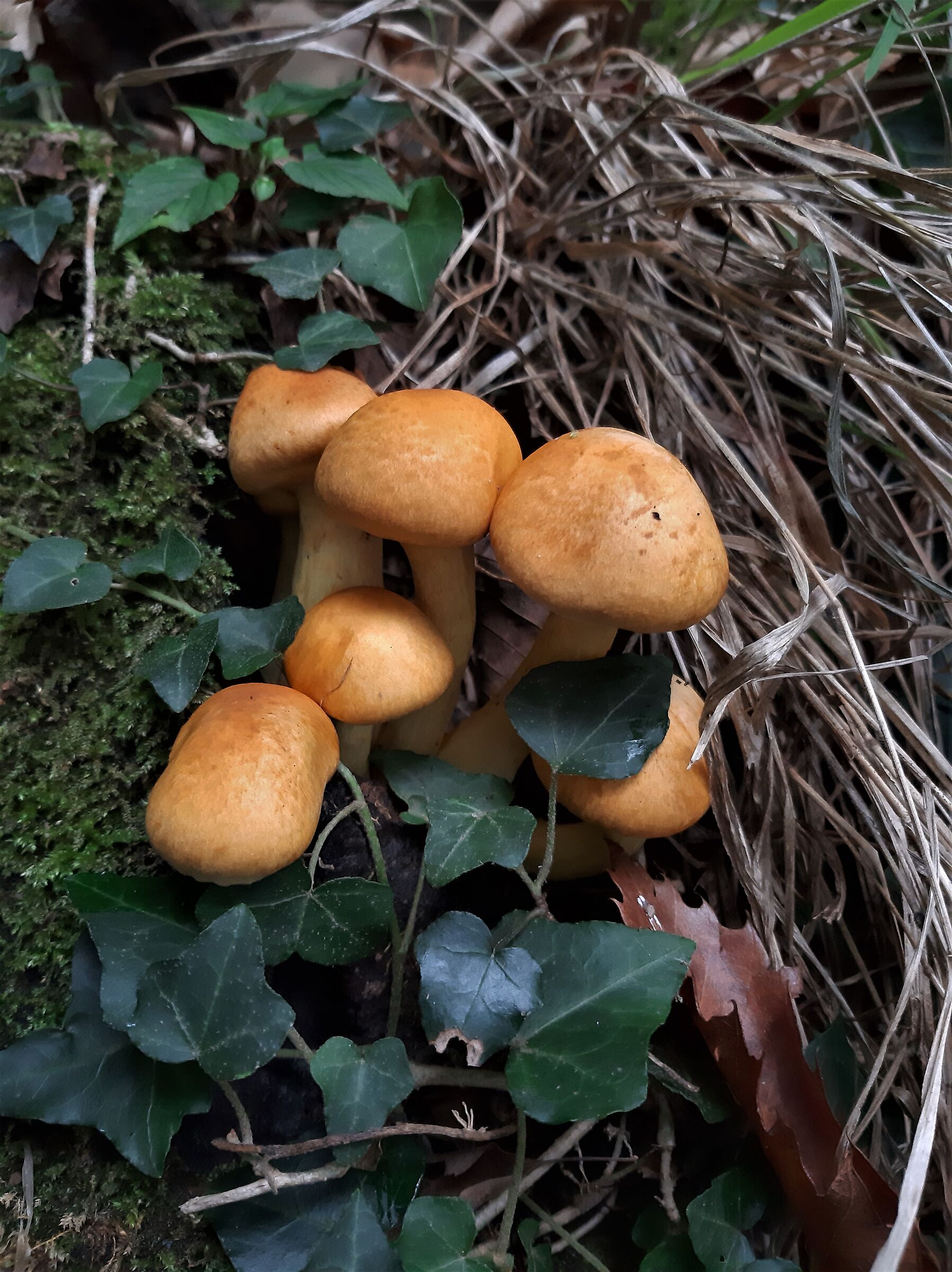 Gymnopilus spectabilis