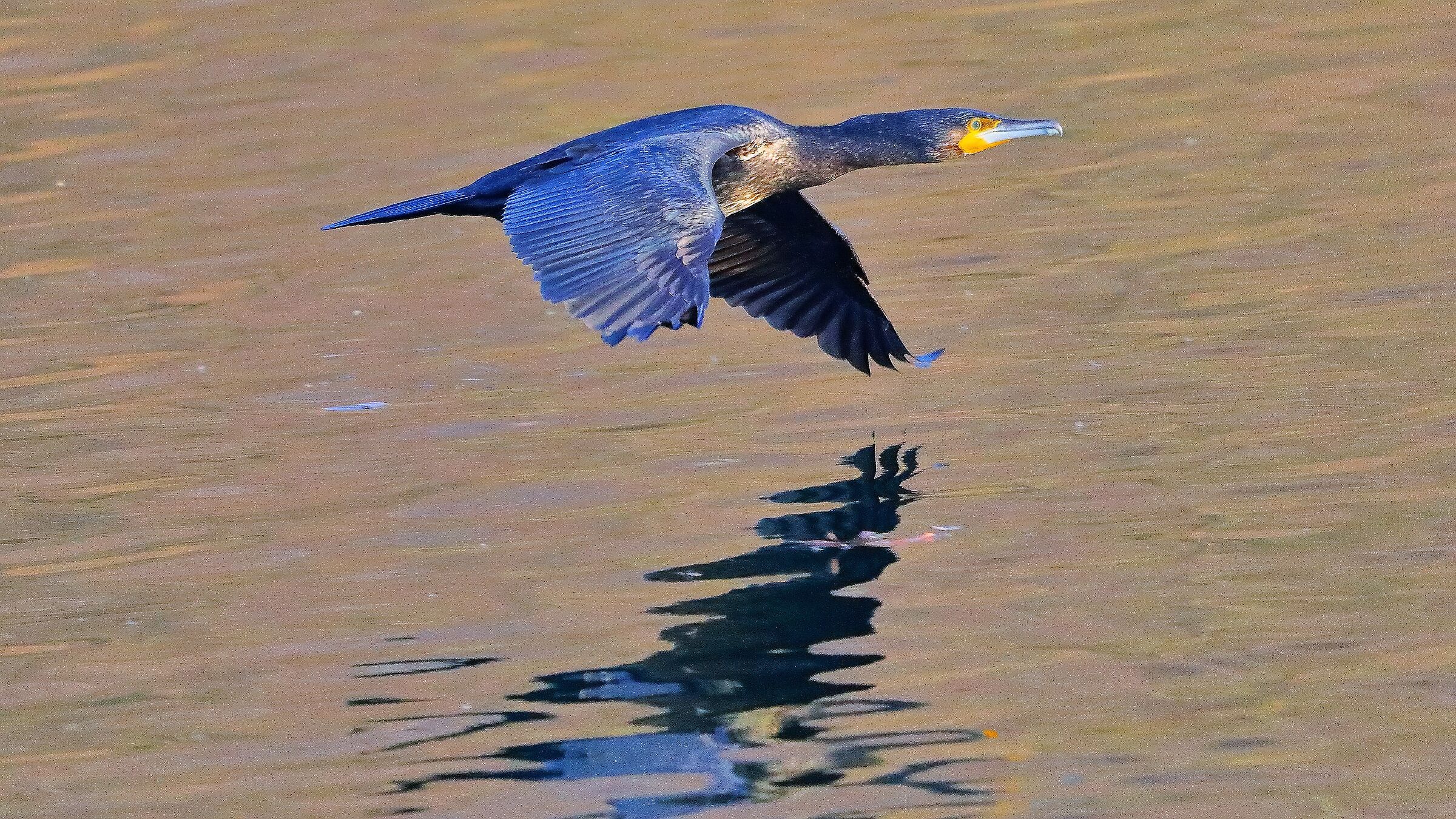 Cormorano 17 gen 2022 -- 113