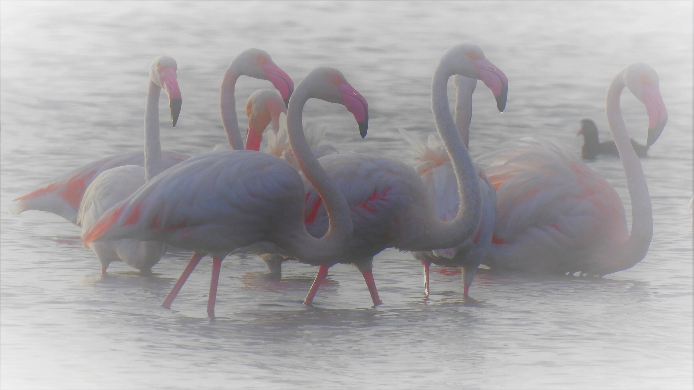 Fenicotteri - Sardegna