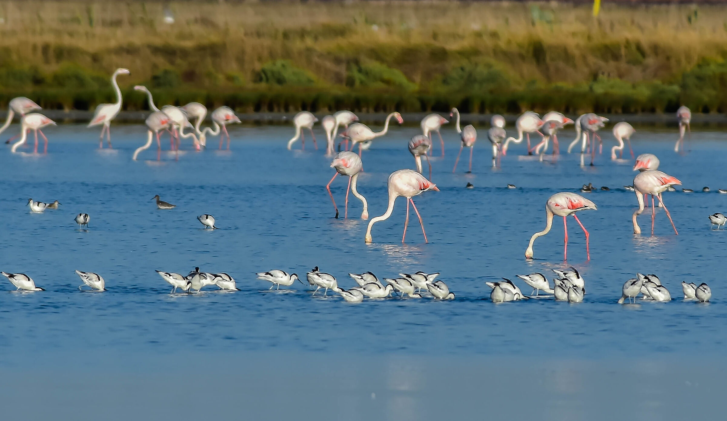Fenicotteri e Avocette