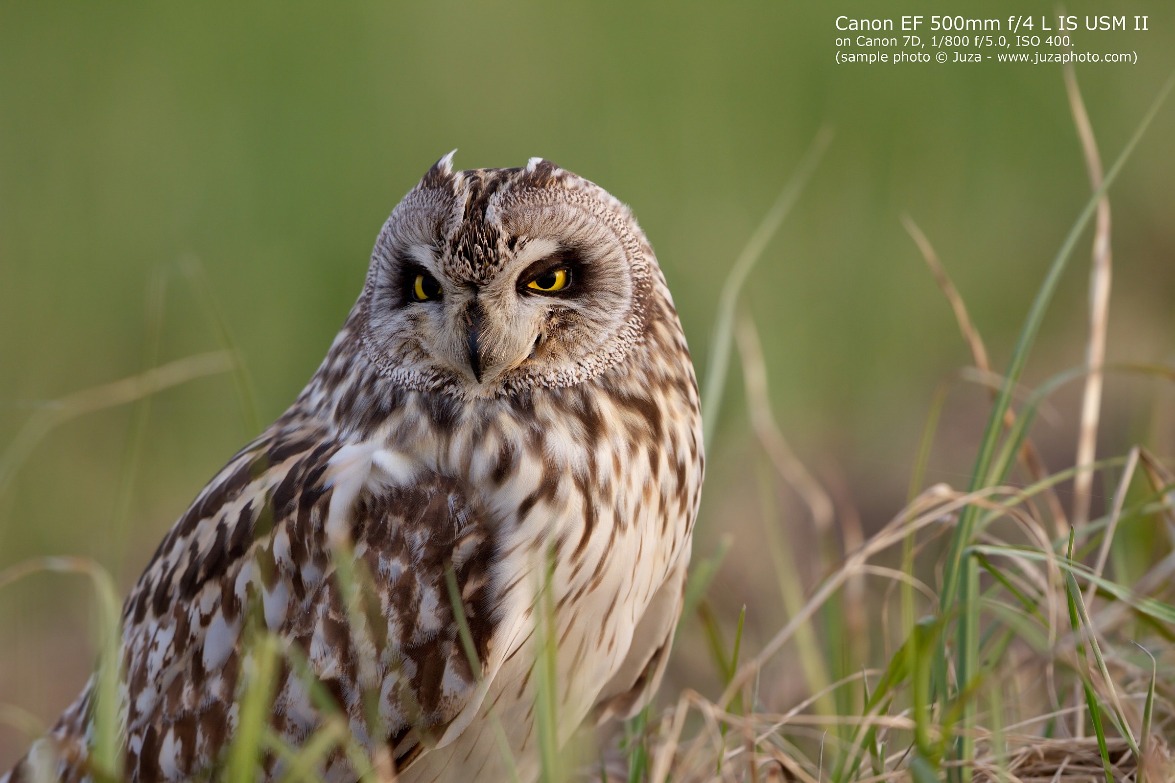 Canon EF 500mm f / 4 L IS USM II (sample)