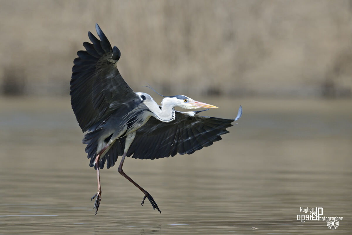Landing!