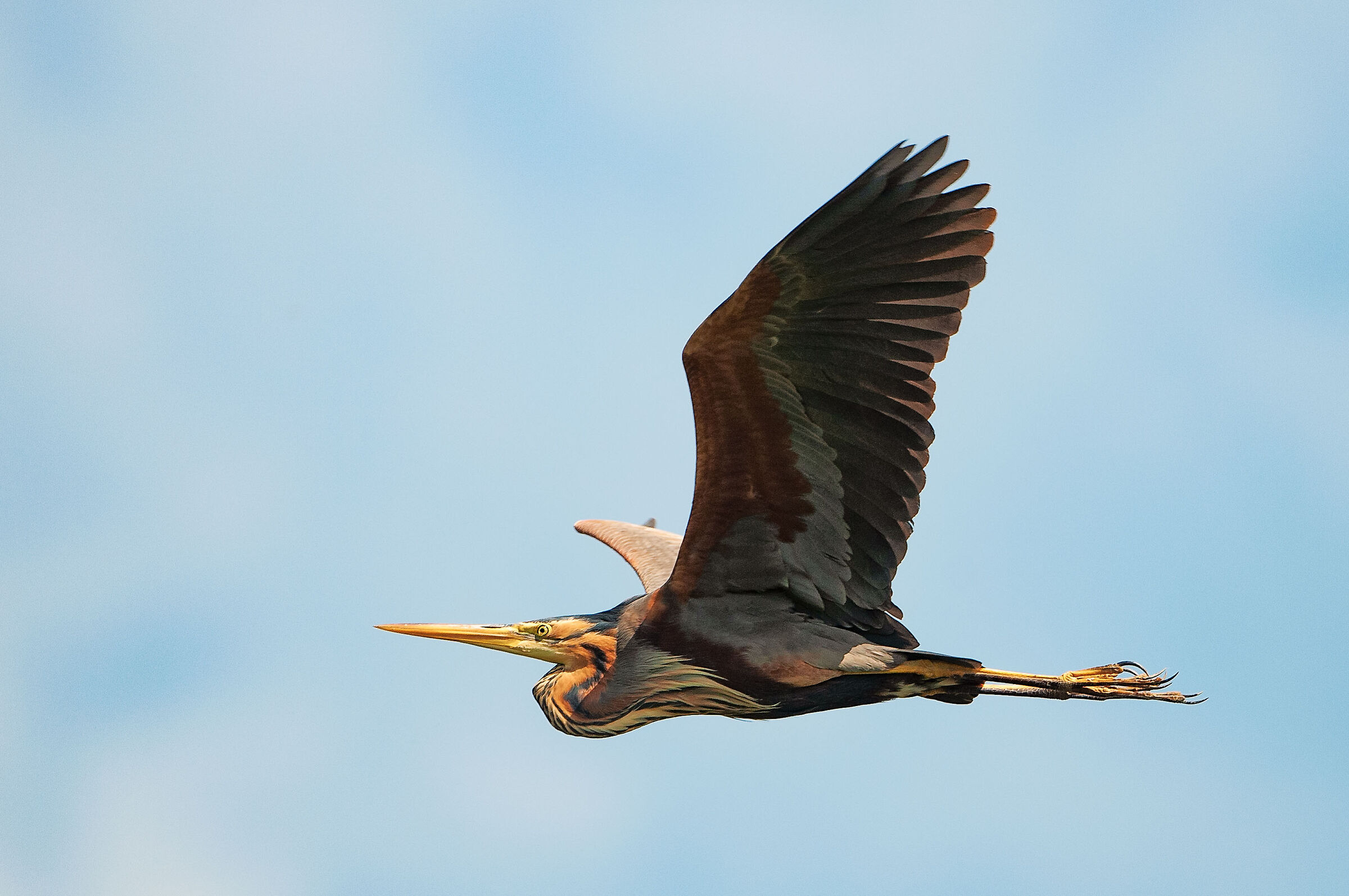 Purple heron