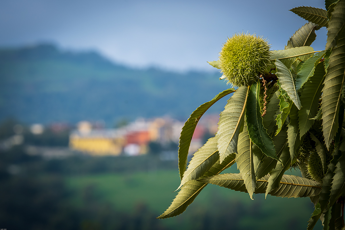 e' (quasi) ora di castagne.