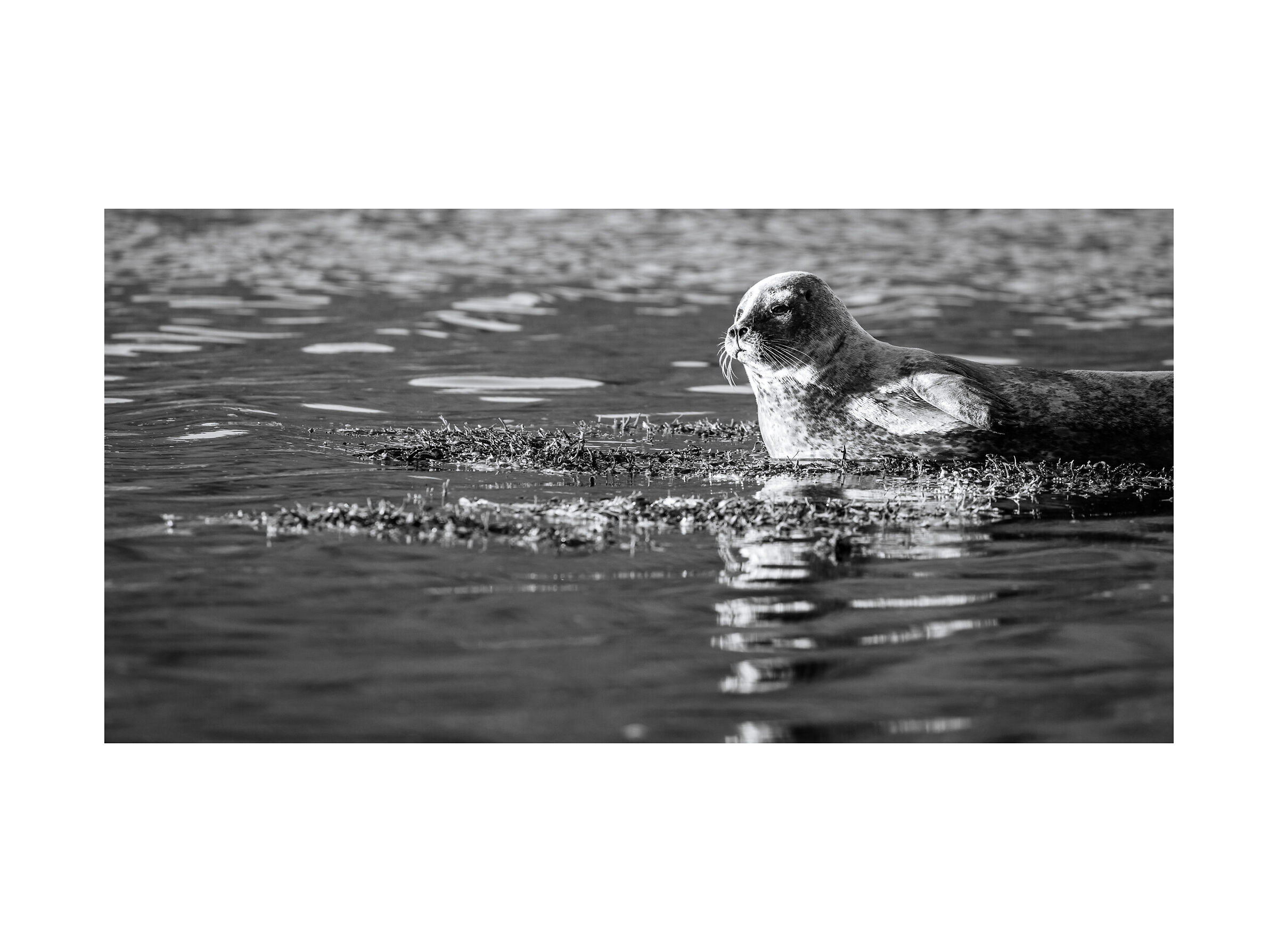 2022 Settembre, Islanda in BW - Anteprima