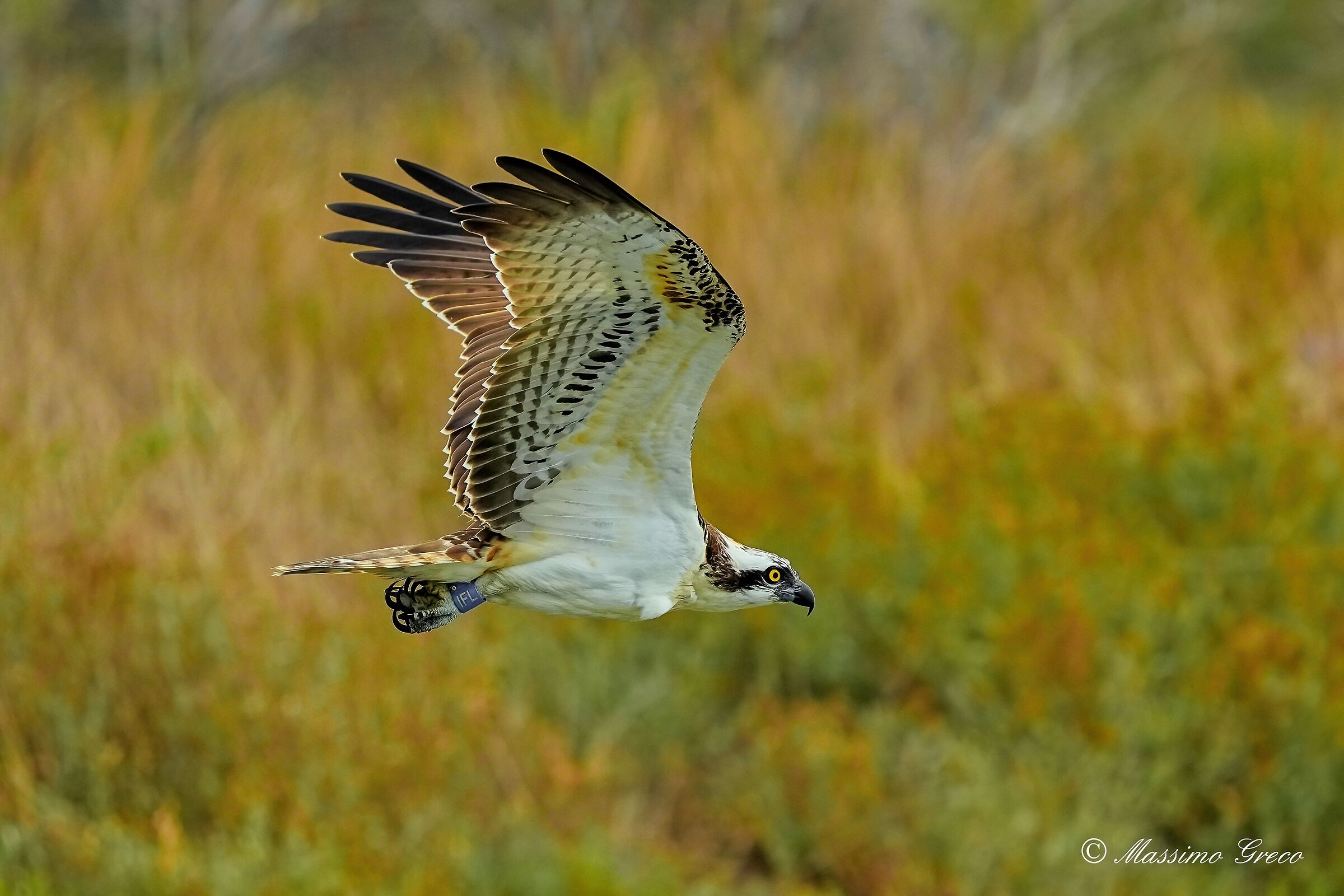 Falco pescatore (Pandion haliaetus)