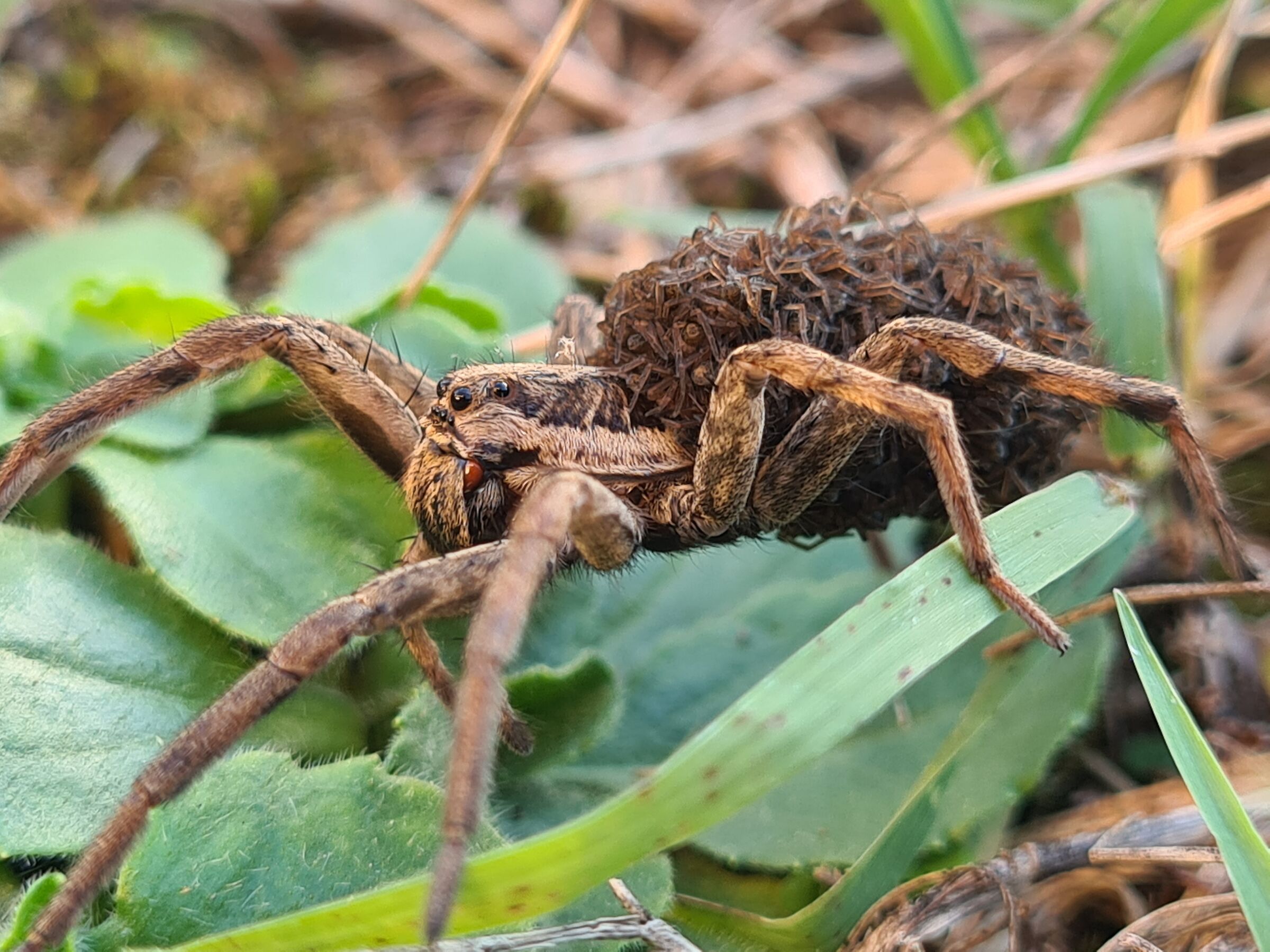 MammaRagno placeholder image