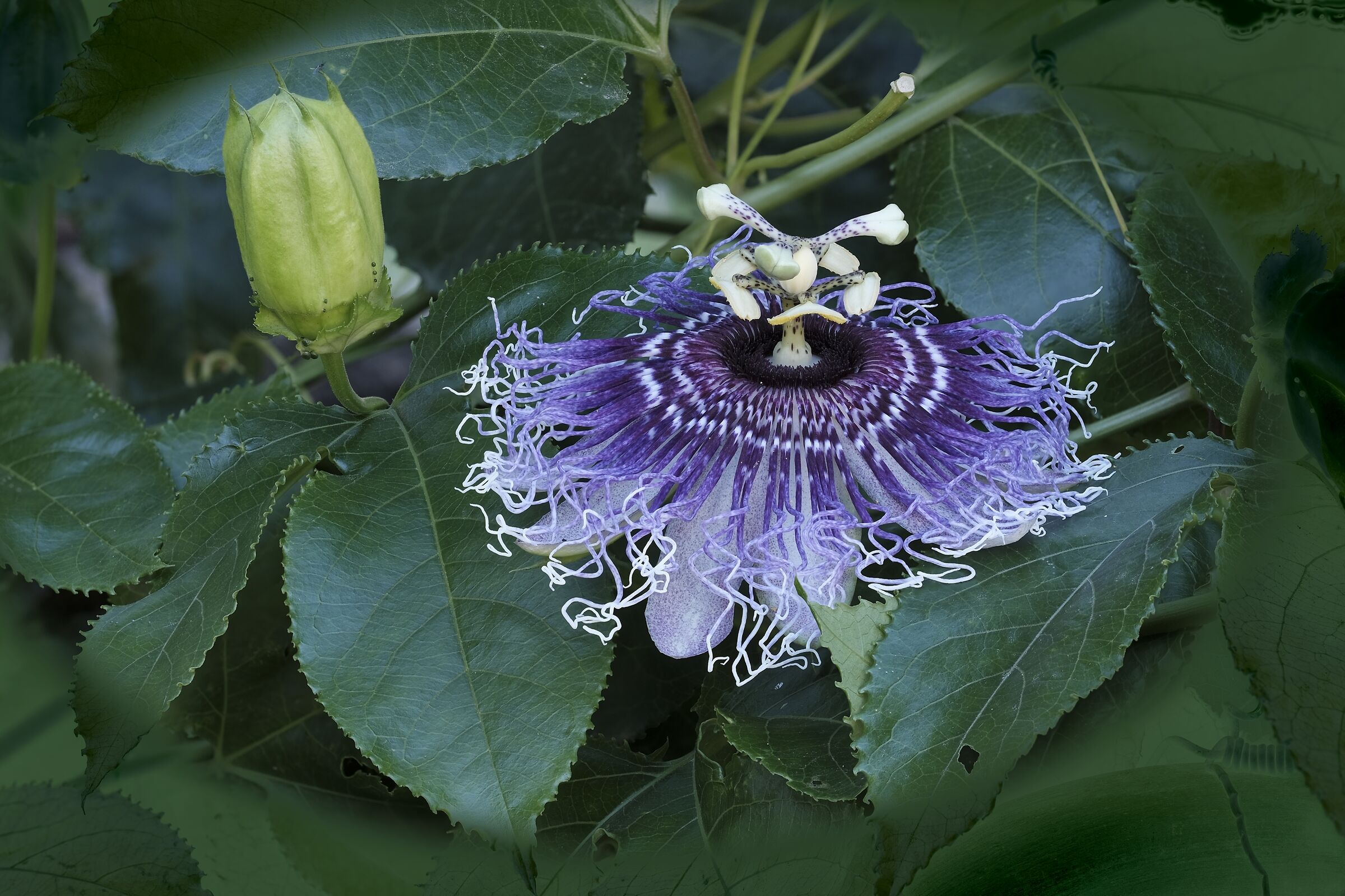 Passiflora