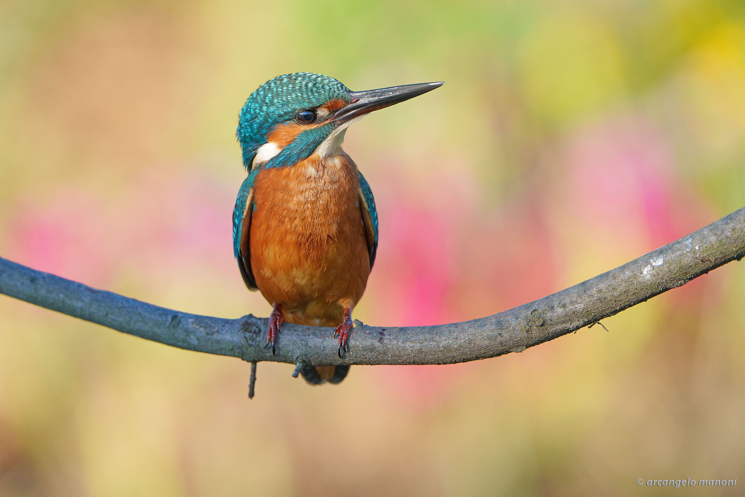 An expressive martino