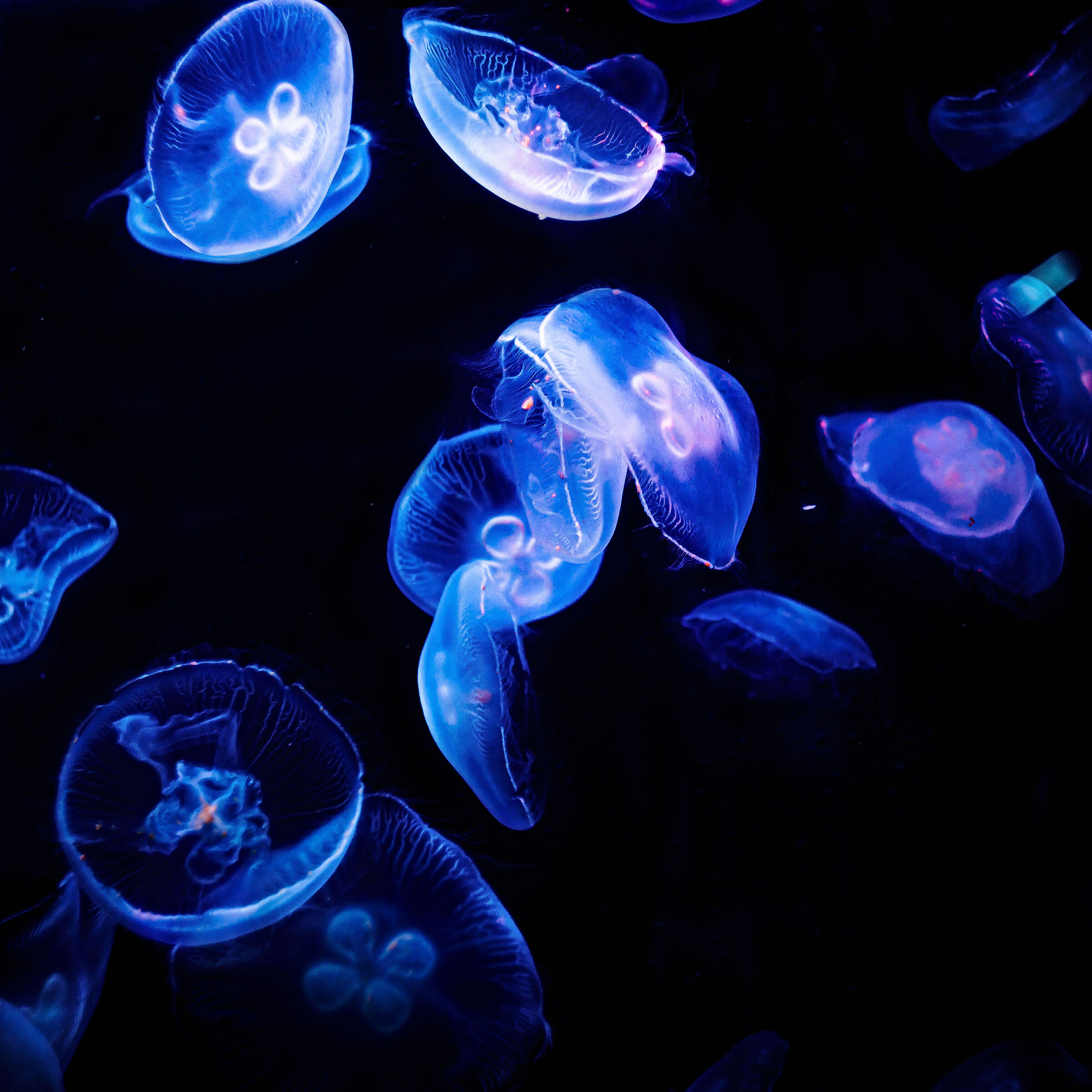 Jellyfish - Helios44