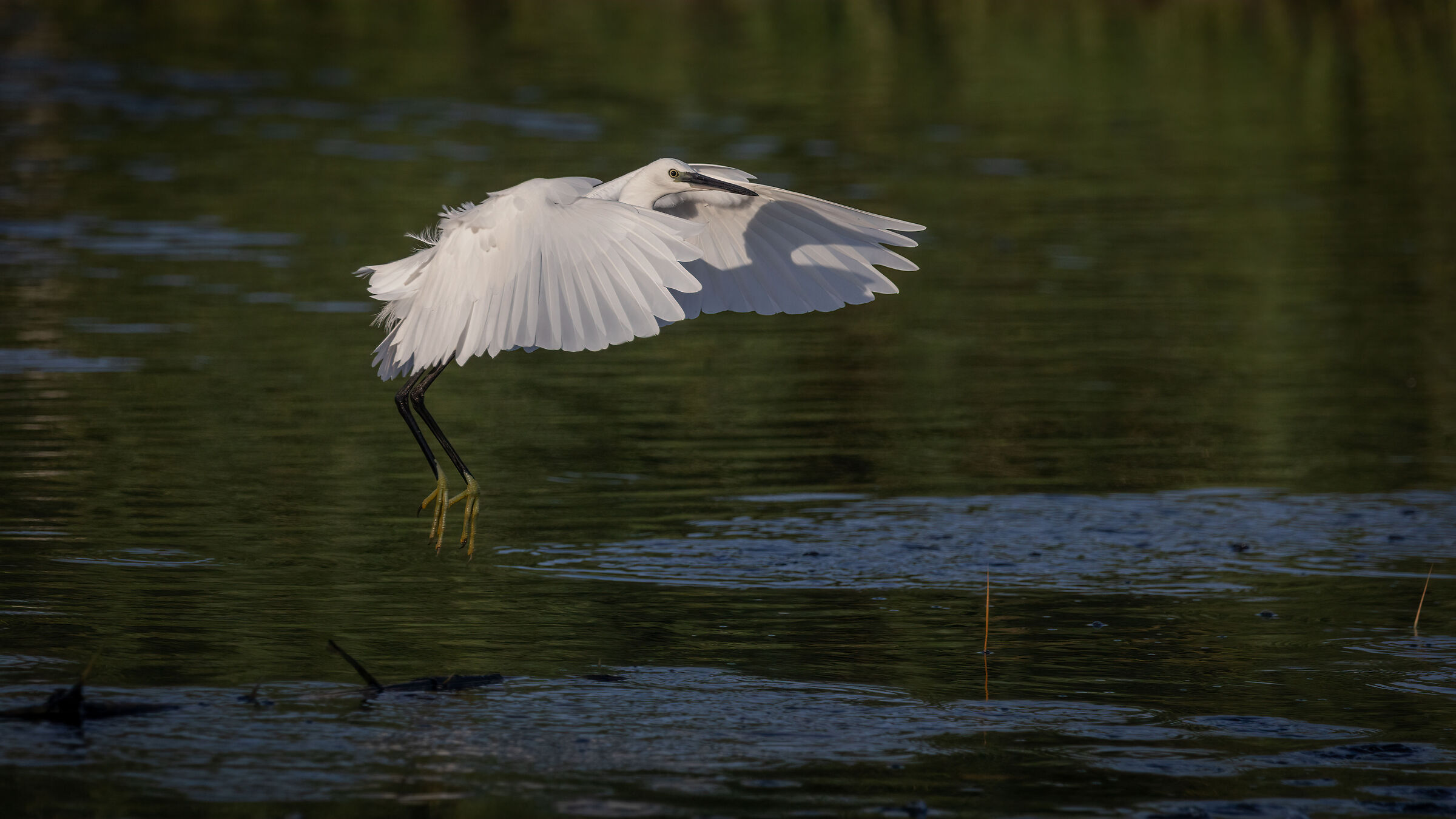 white heron