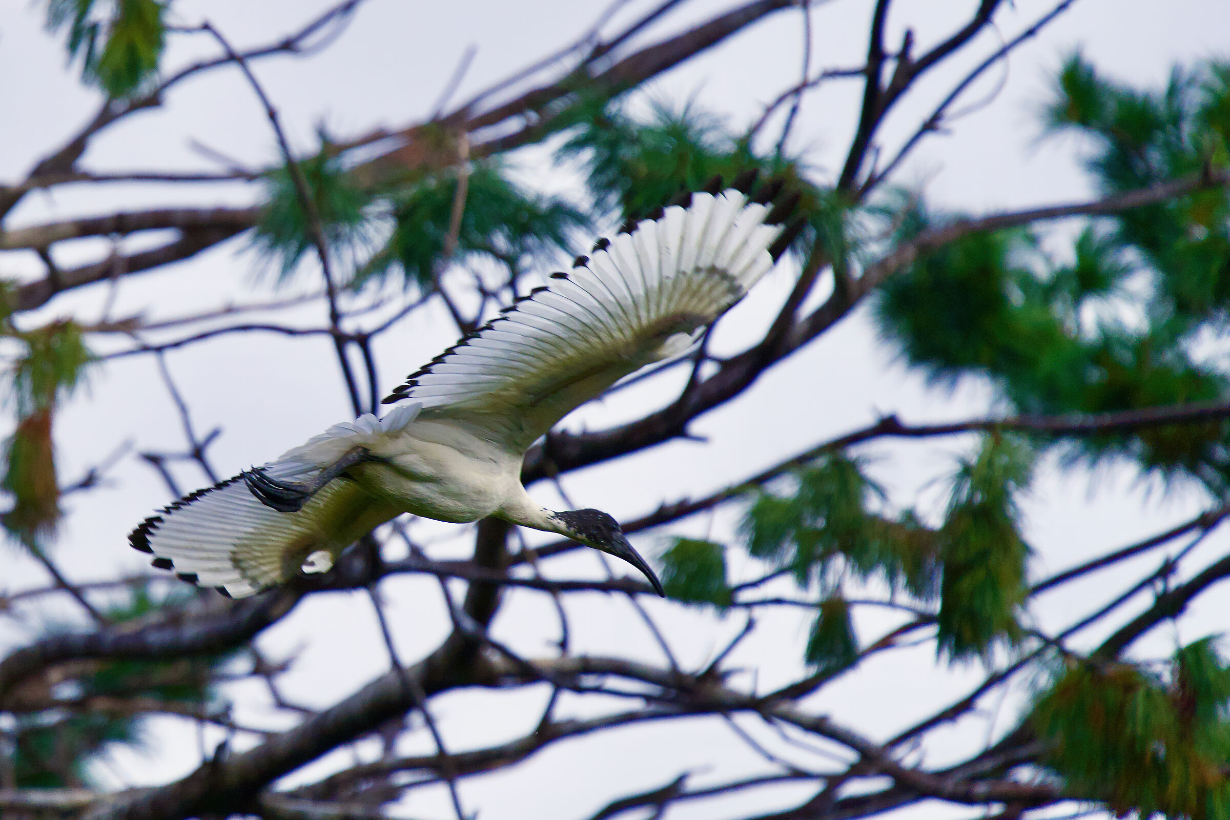 Sacred Ibis