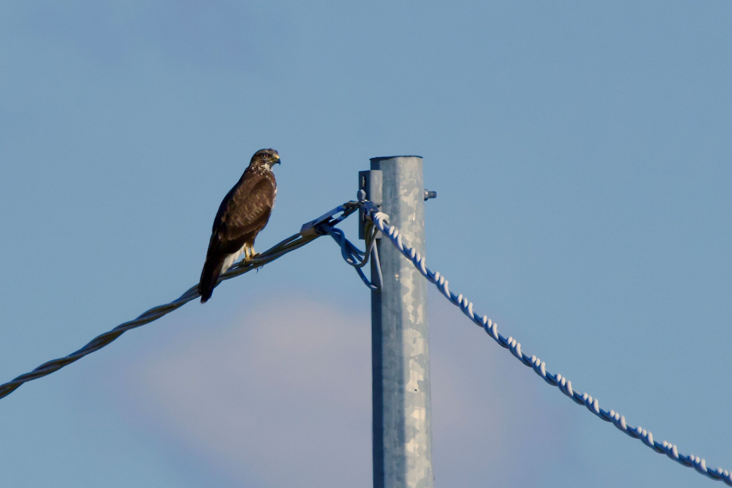 Buzzard