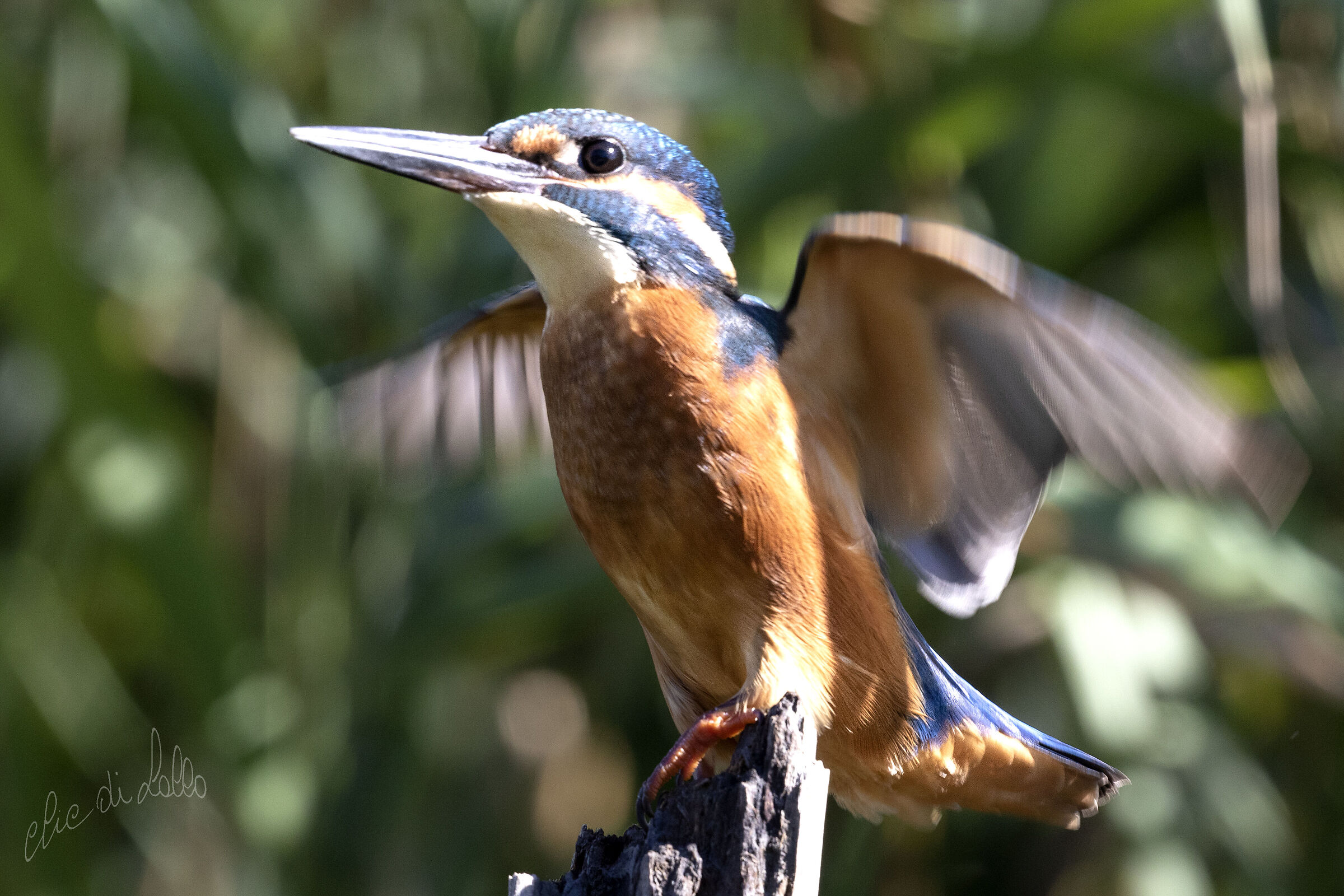 Martin pescatore   Ortazzo  di Lido di Classe  (RA)
