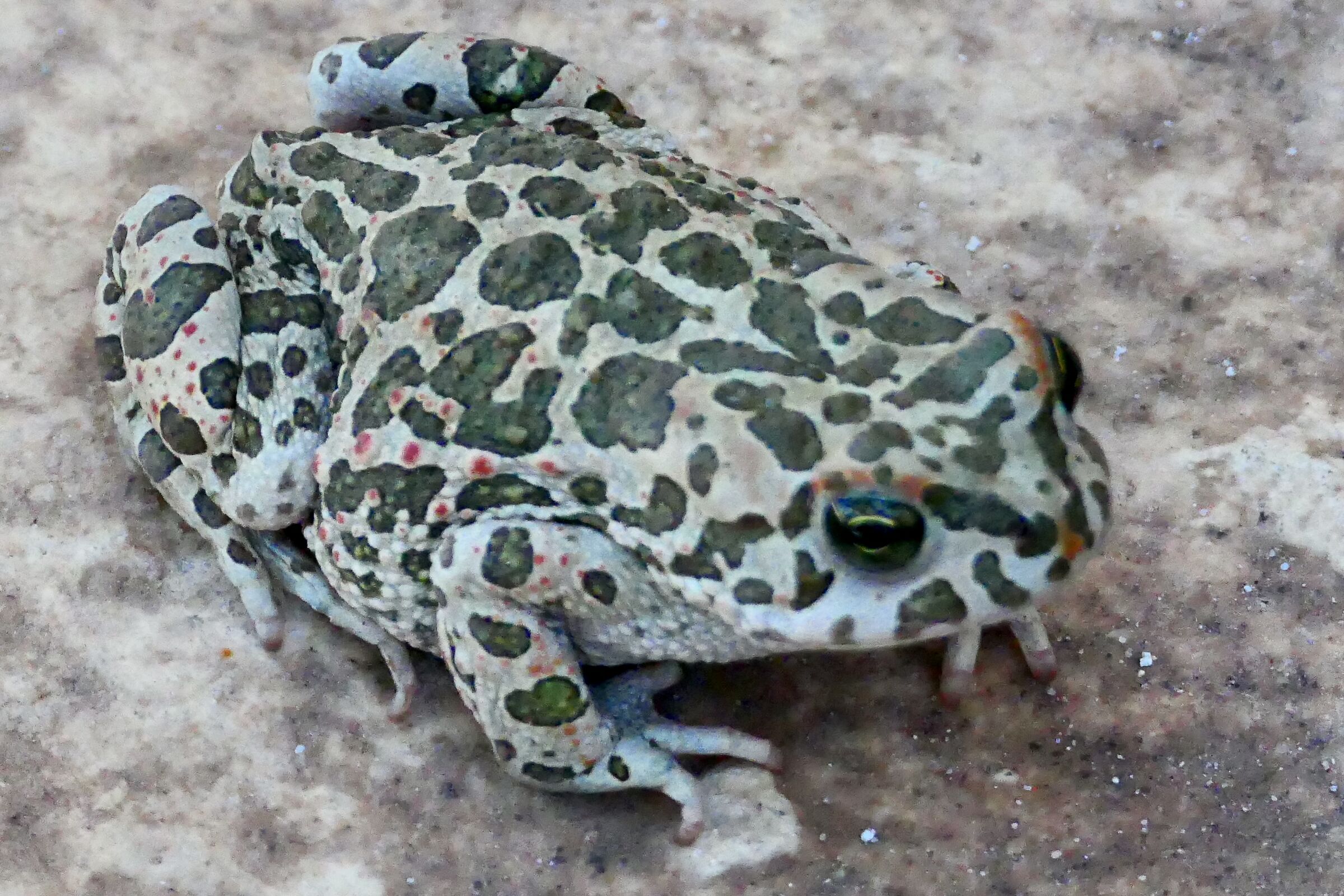toad
