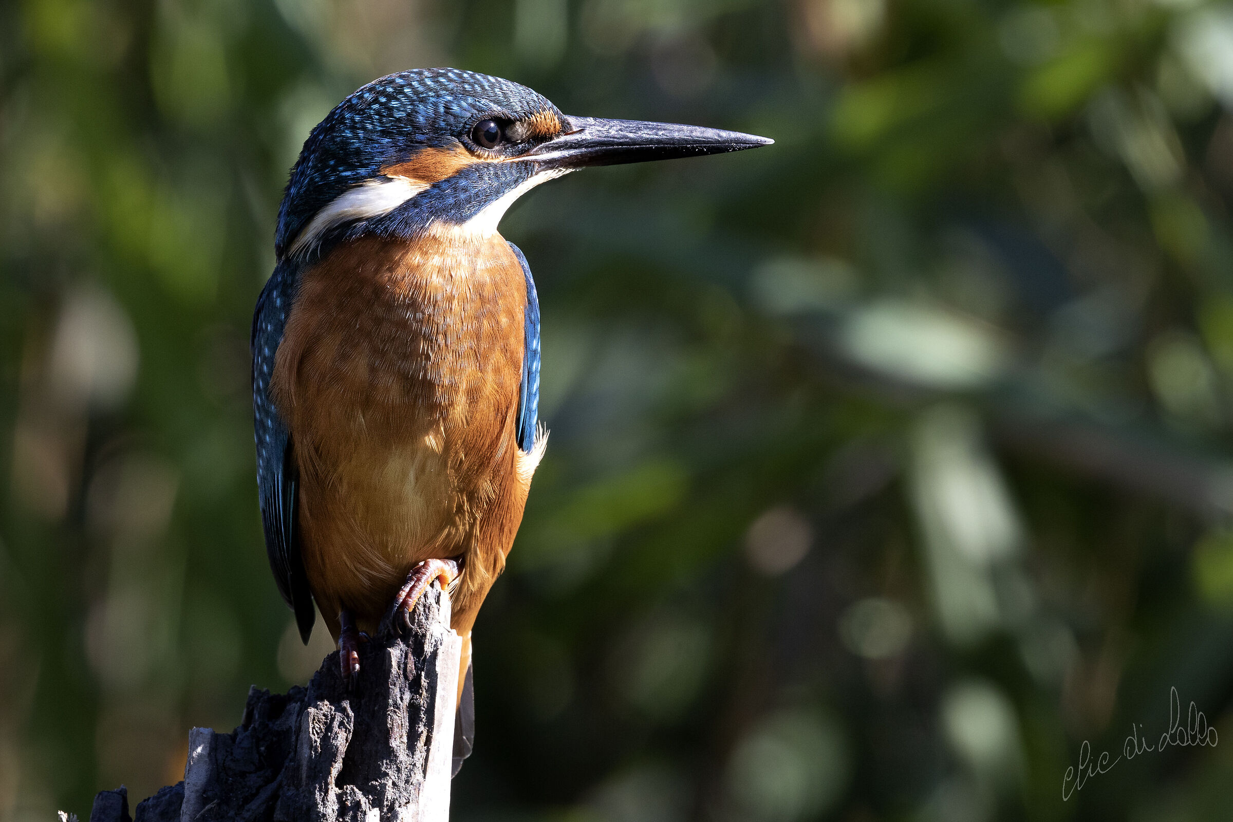 Martin pescatore   Ortazzo  di Lido di Classe  (RA)