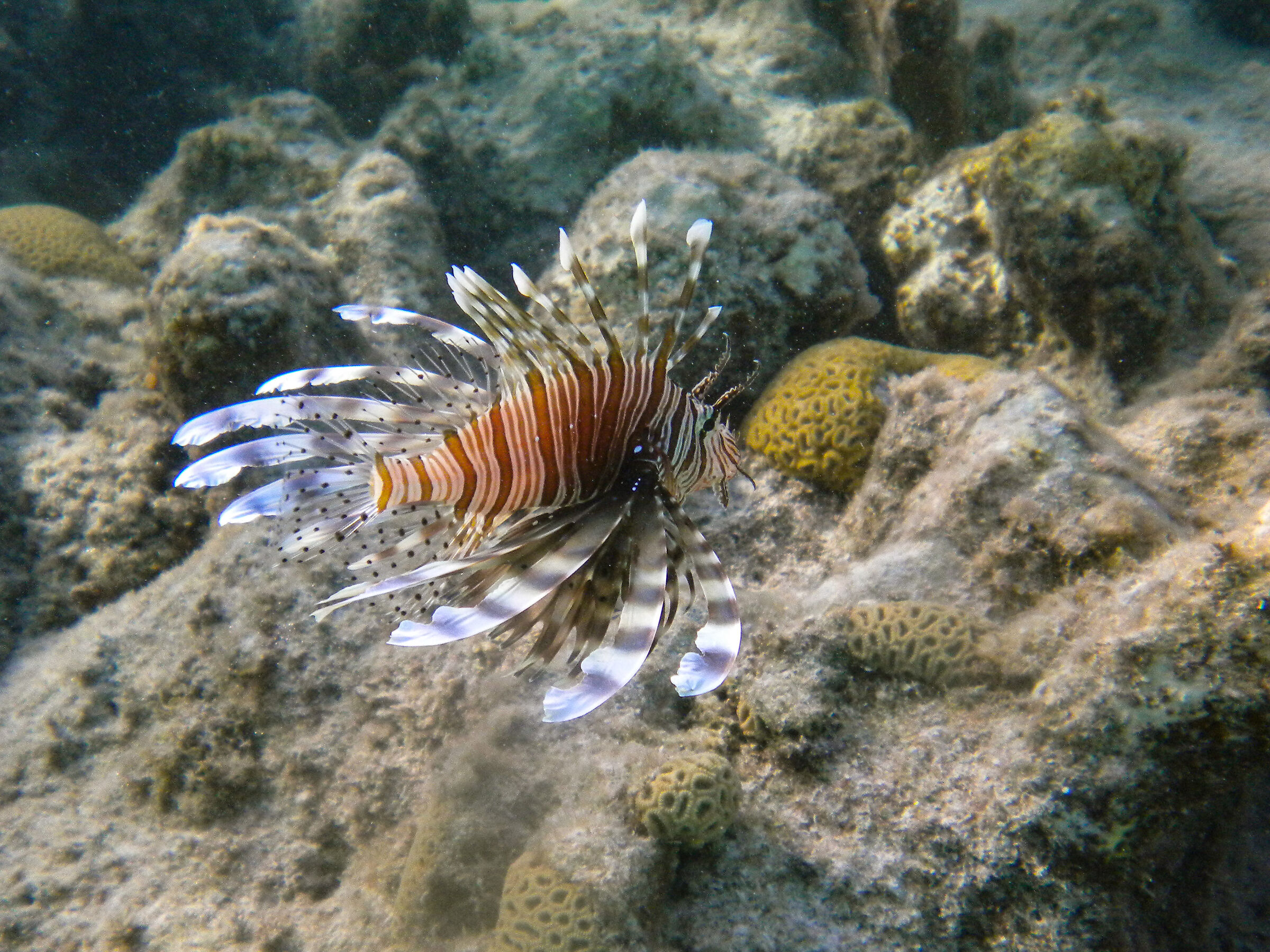 Scorpion fish