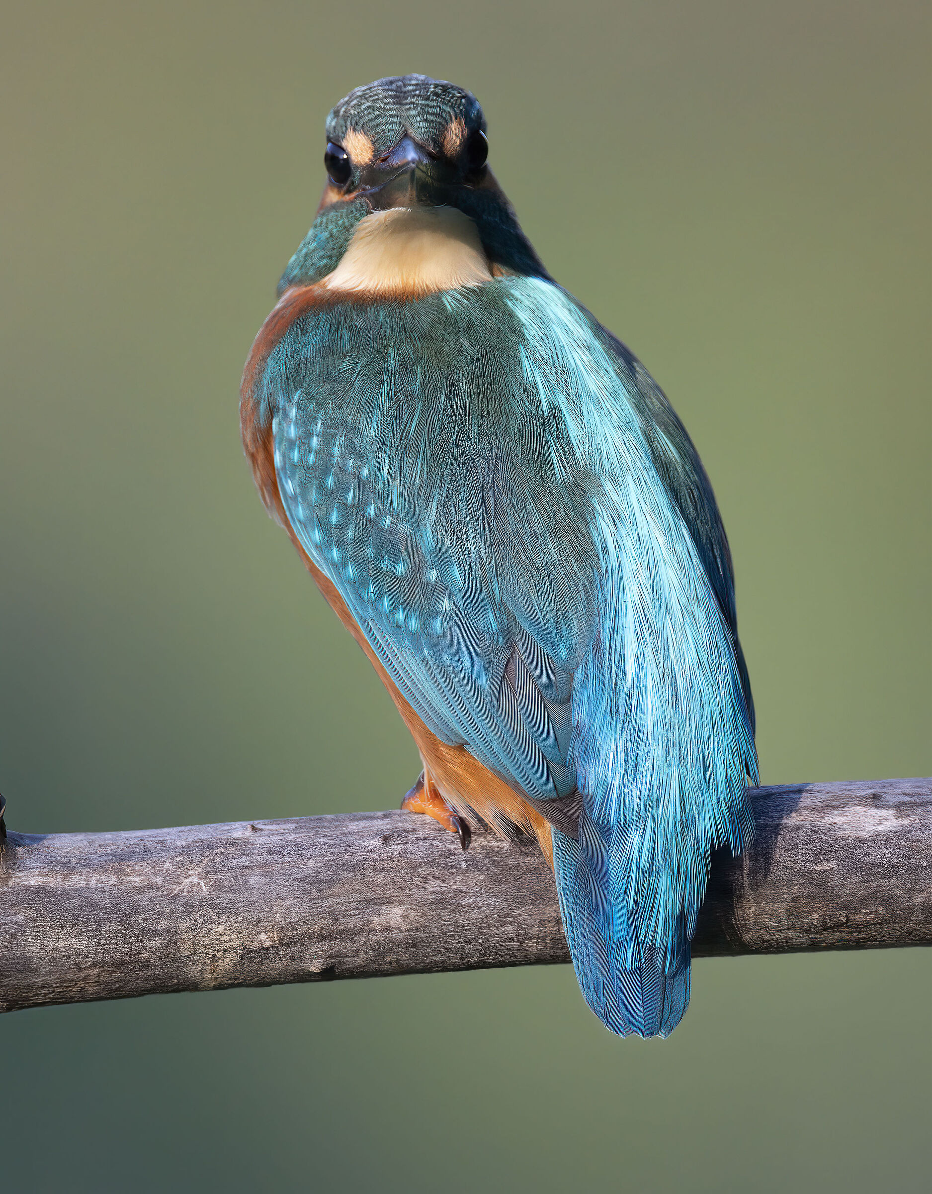 Ti vedo (Martin pescatore f)