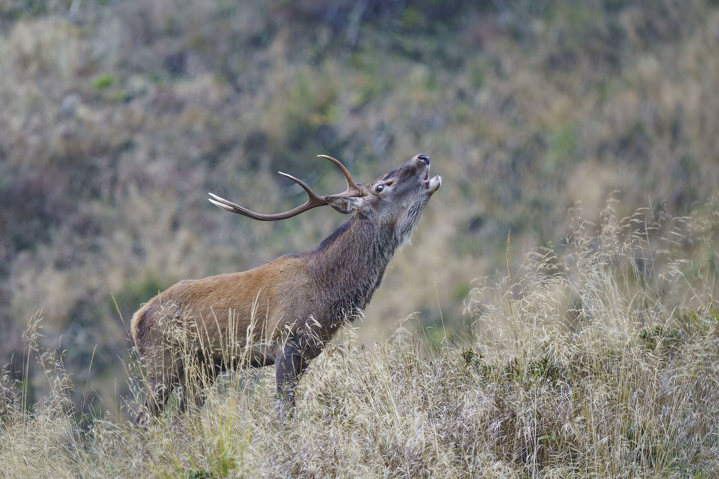 The roar of the scorned deer