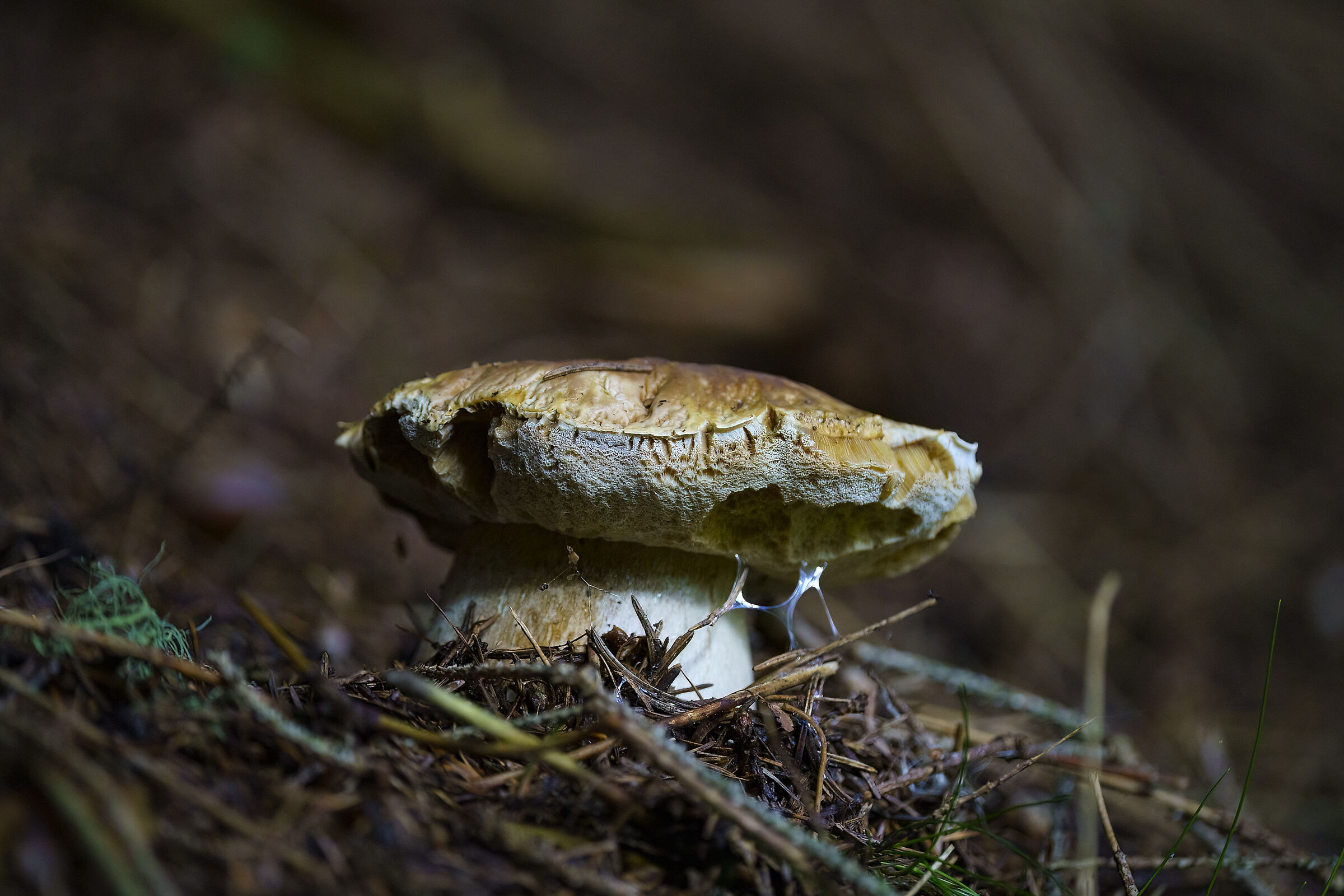 A good boletus