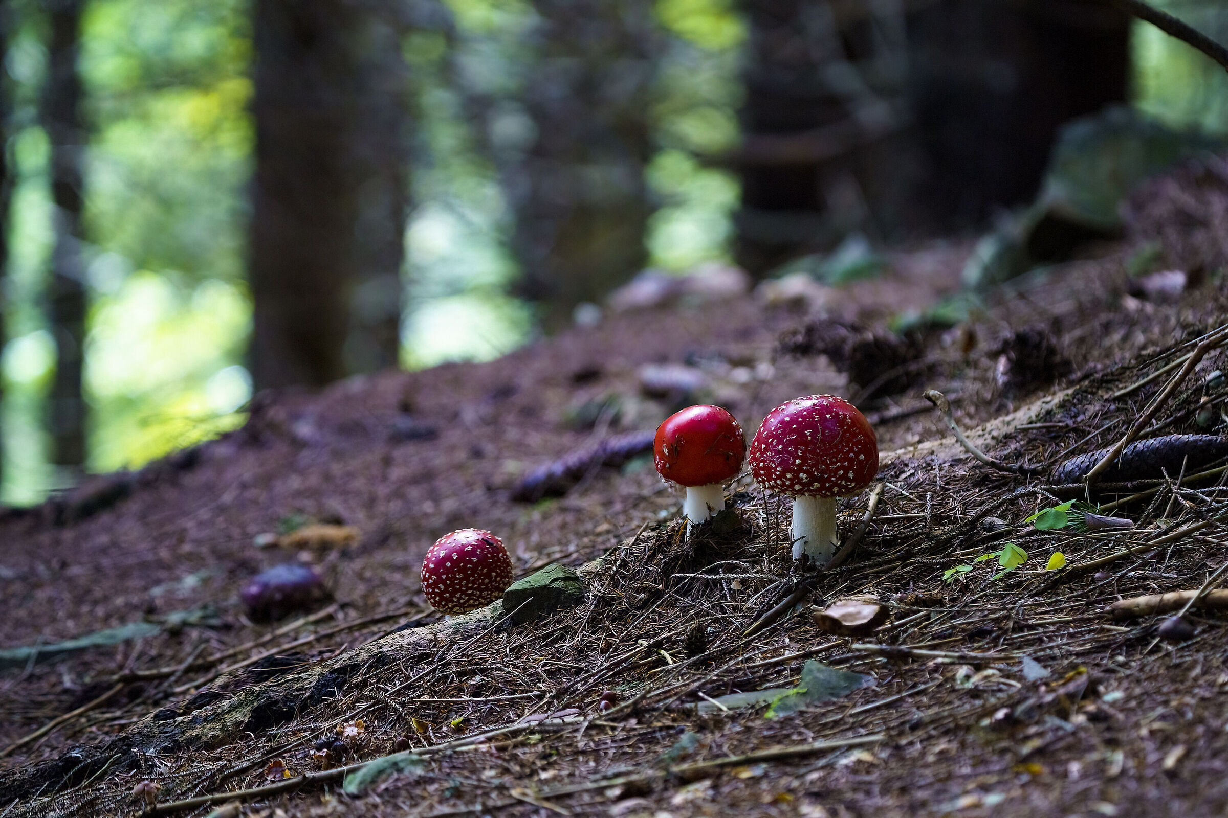 The autumn forest
