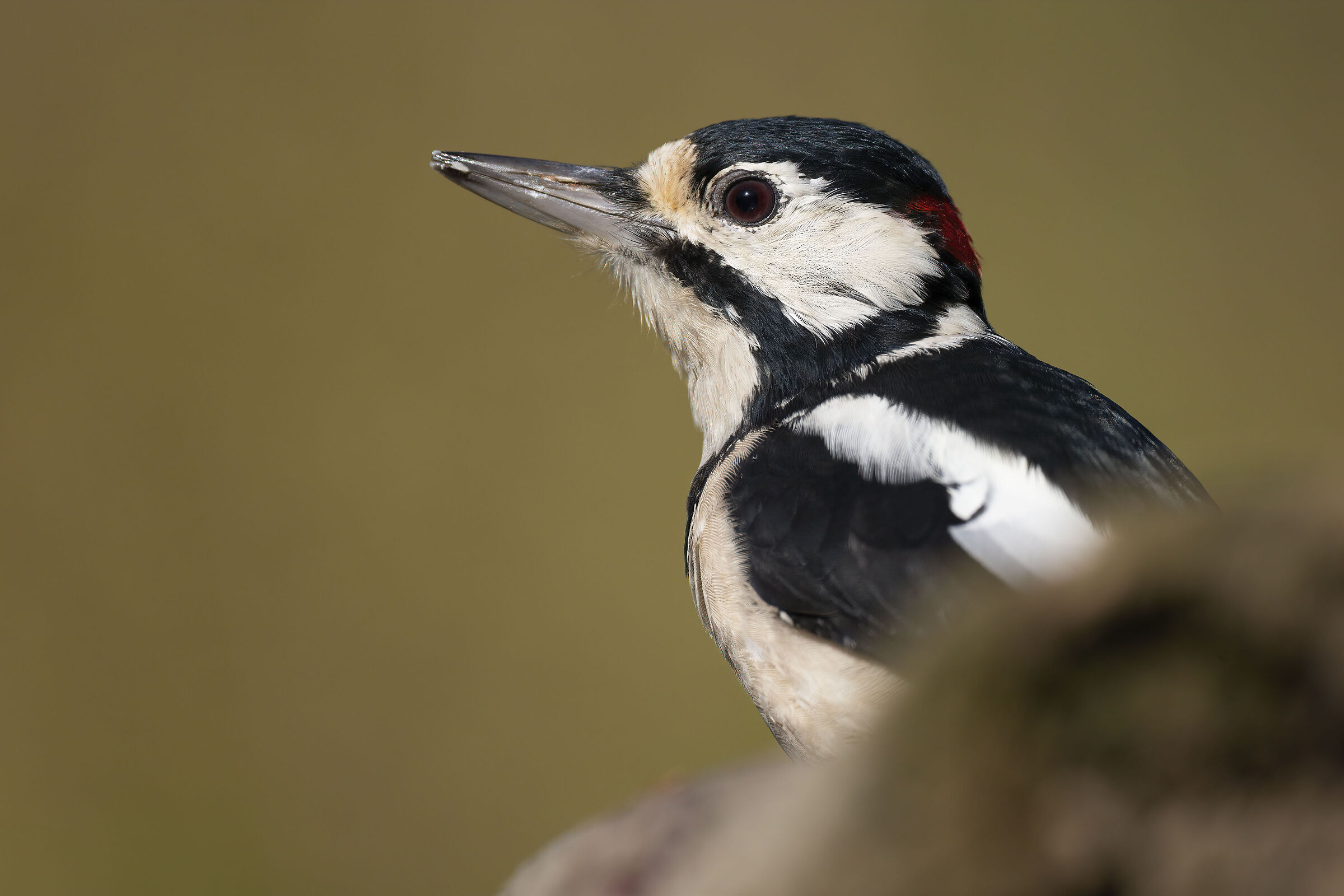 Picchio rosso maggiore