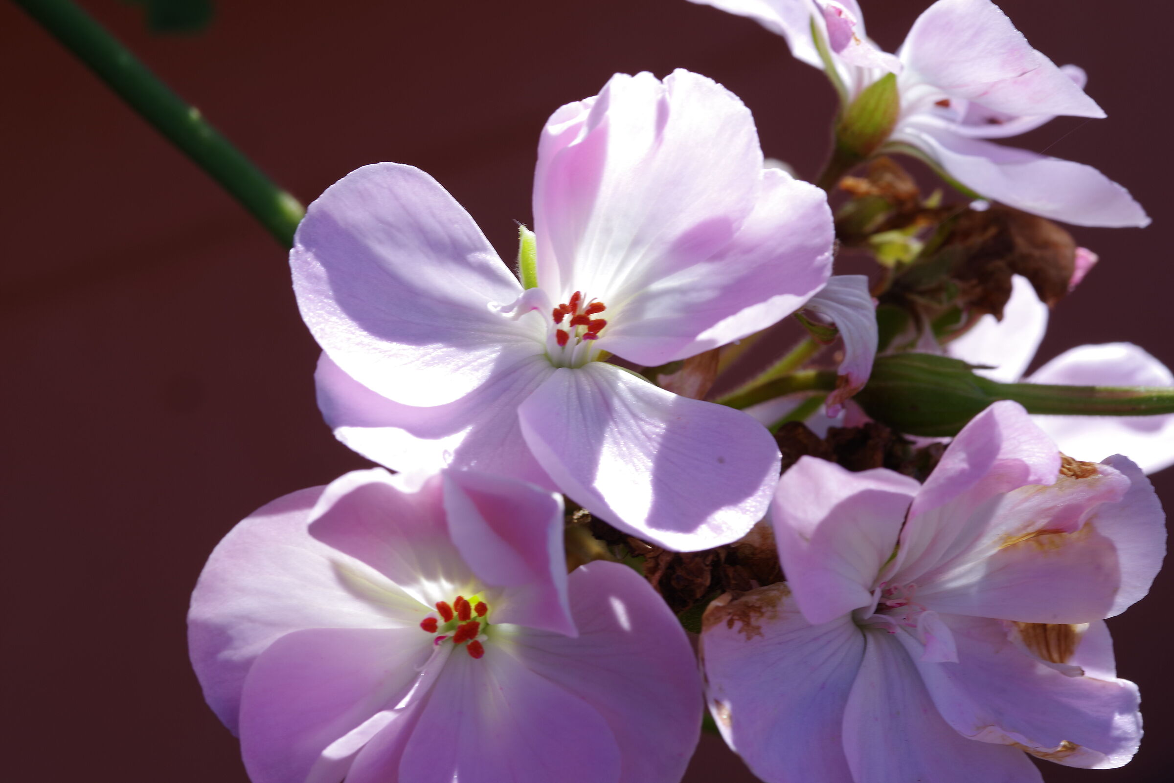 Agriturismo l'Ovile Borgo San Michele - Latina