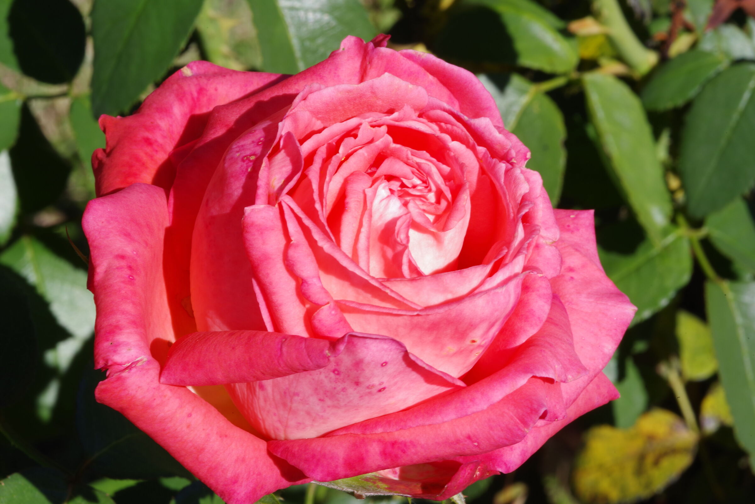 Giardino Agriturismo L'Ovile Borgo San Michele - Latina