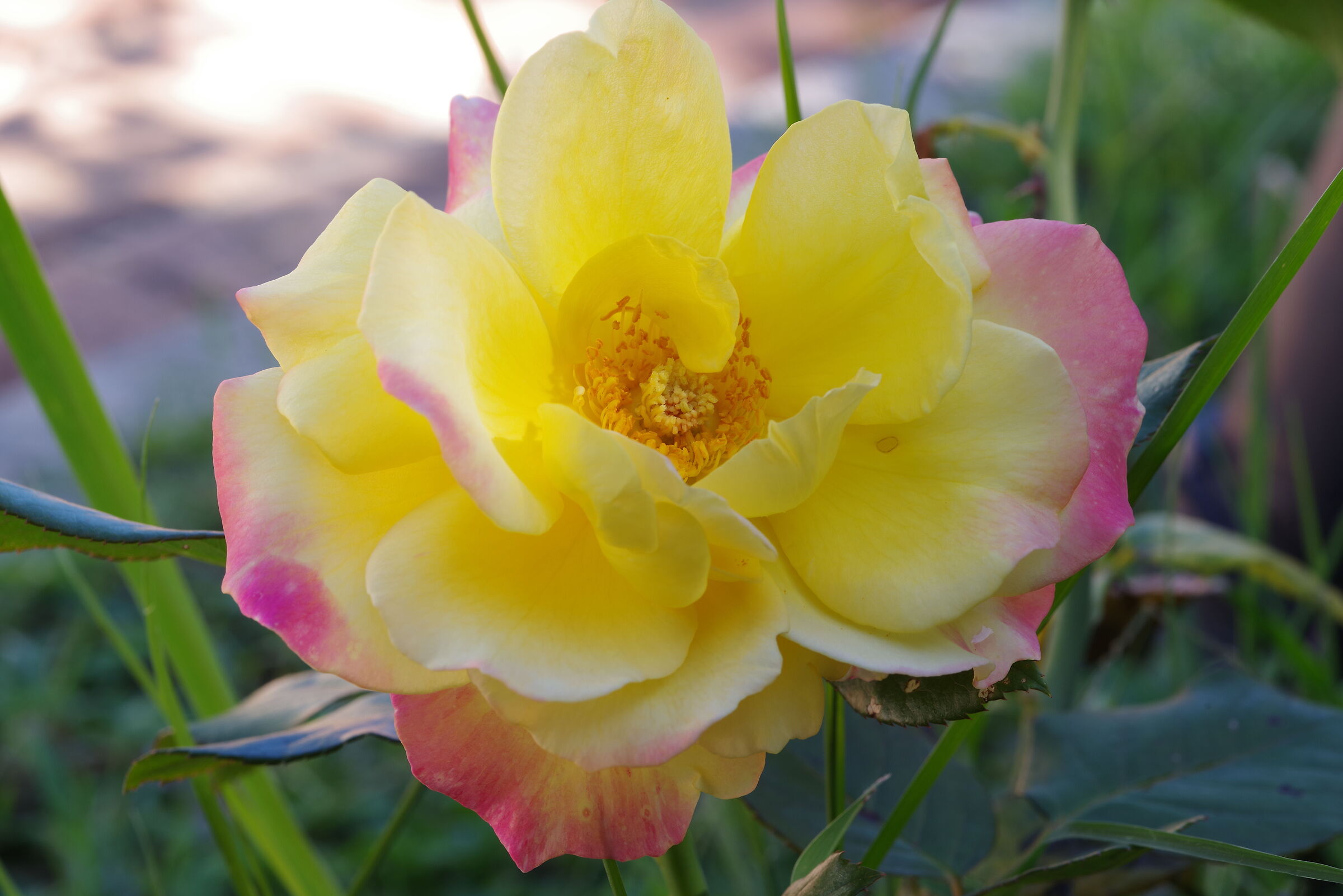 Giardino Agriturismo L'Ovile Borgo San Michele - Latina