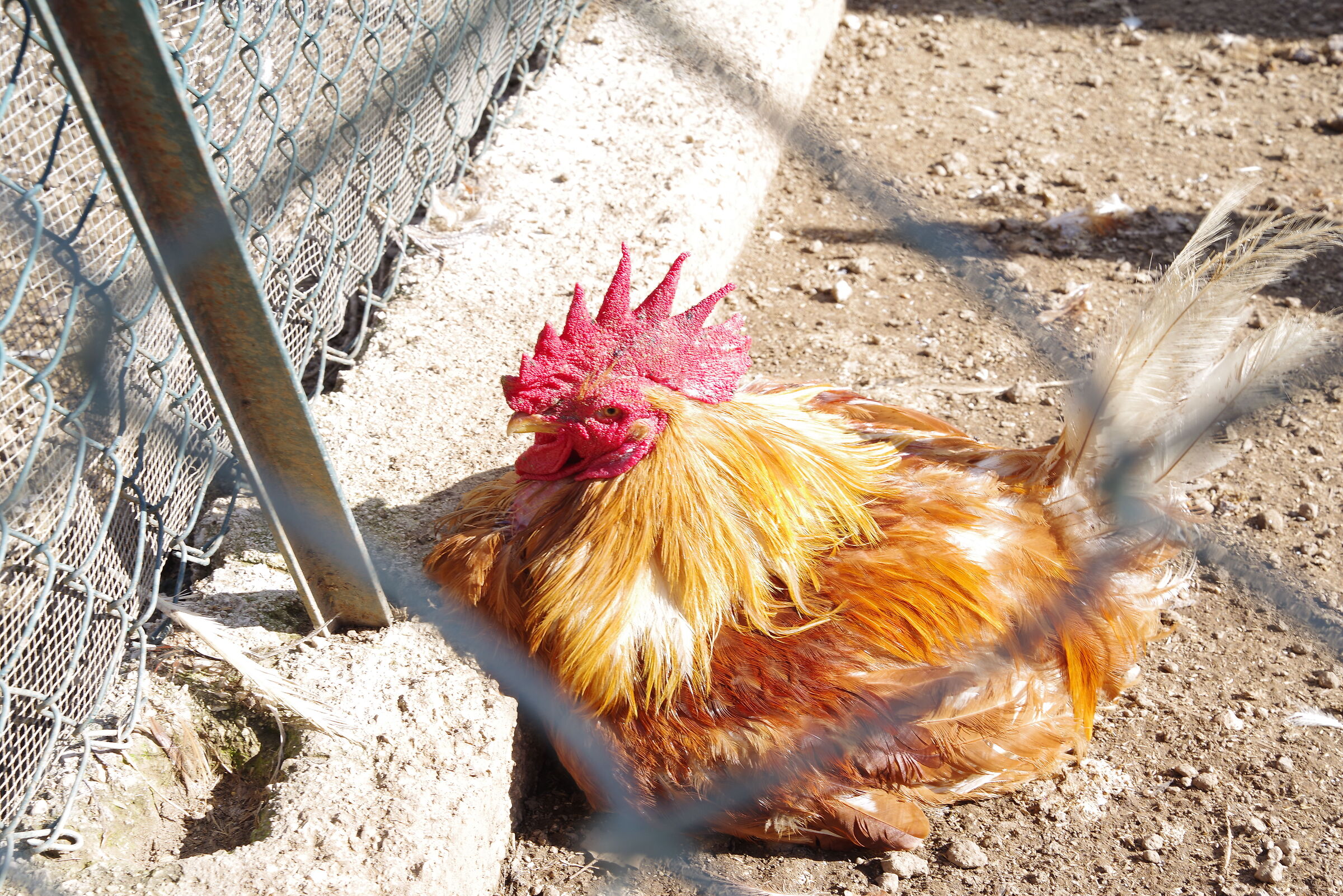 Agriturismo l'Ovile Borgo San Michele - Latina