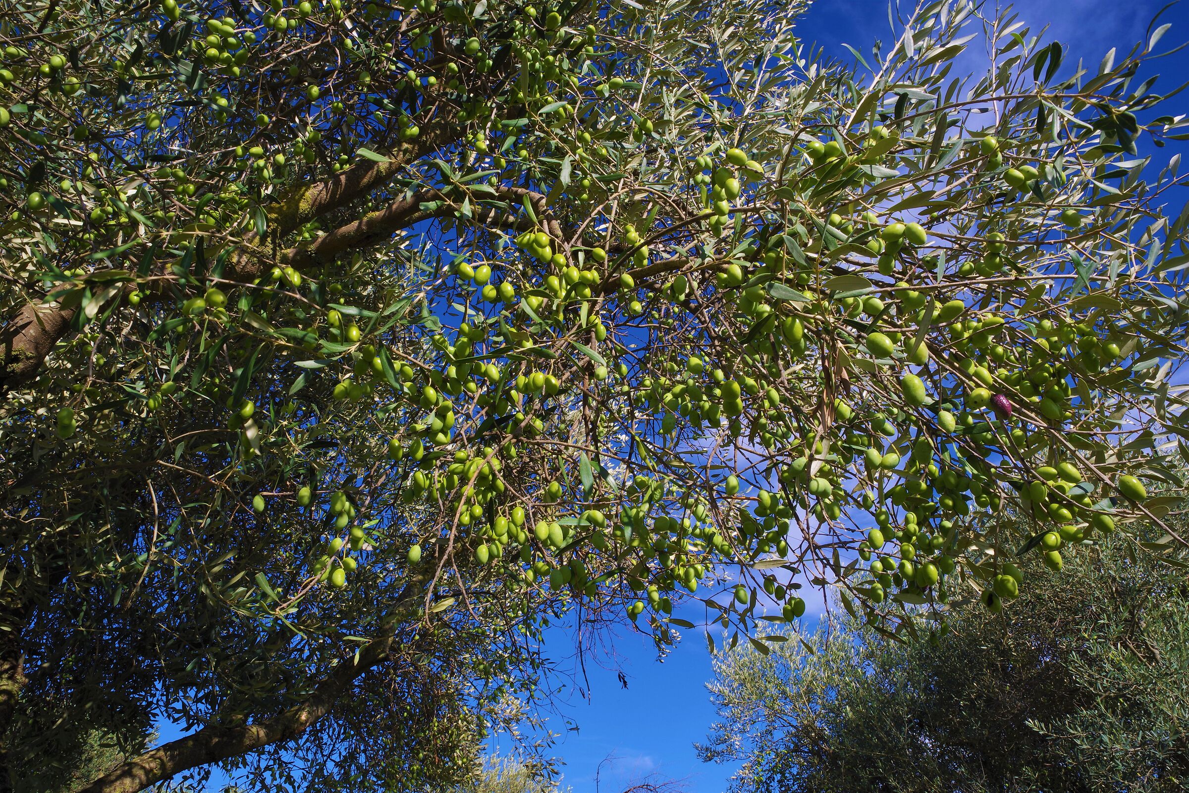 Agriturismo l'Ovile Borgo San Michele - Latina